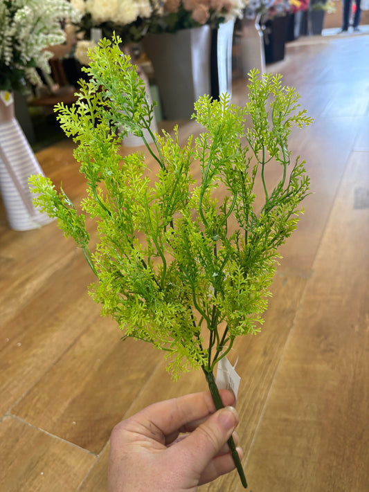 Asparagus fern bunch