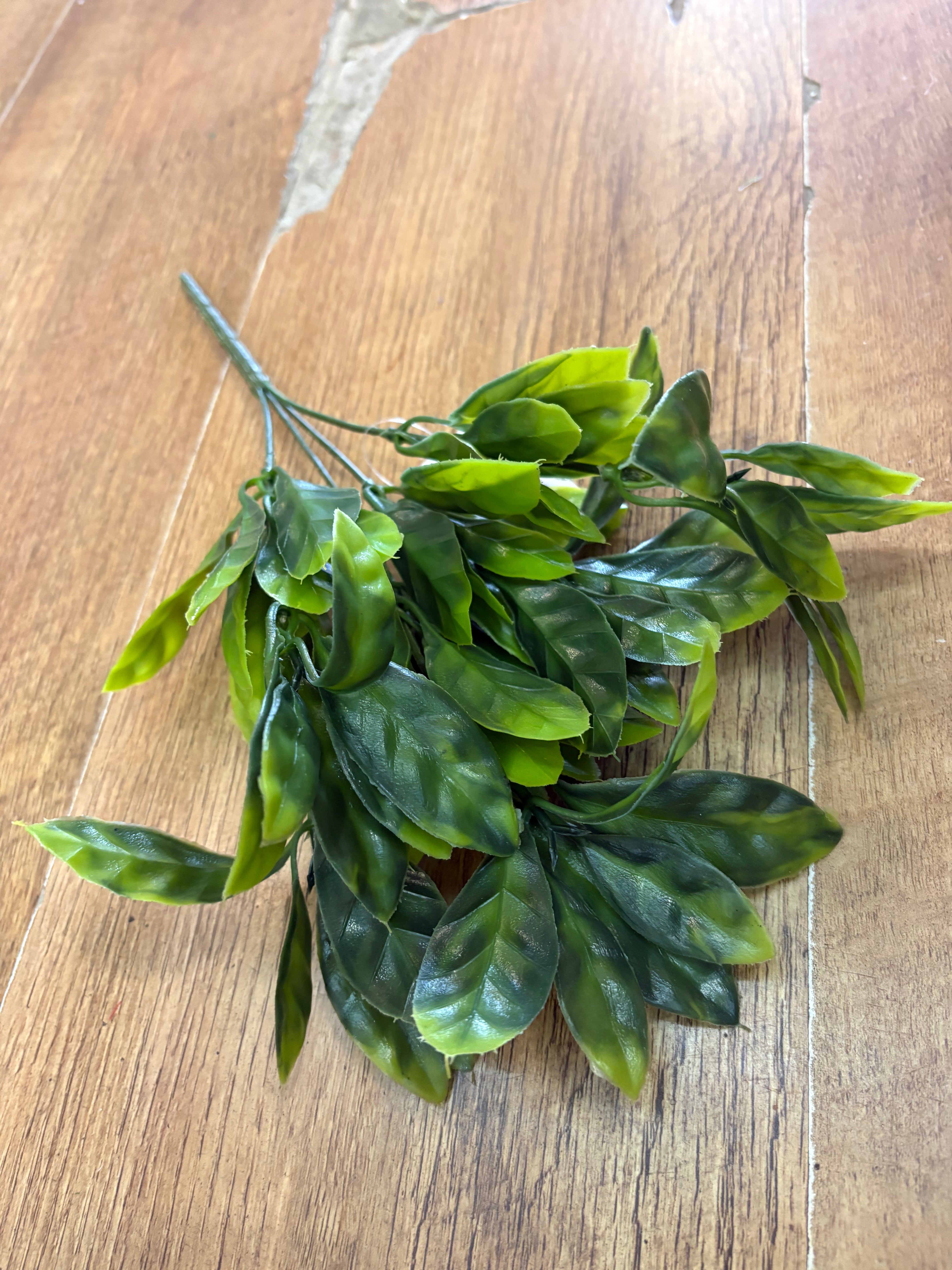 Bay leaf bunch