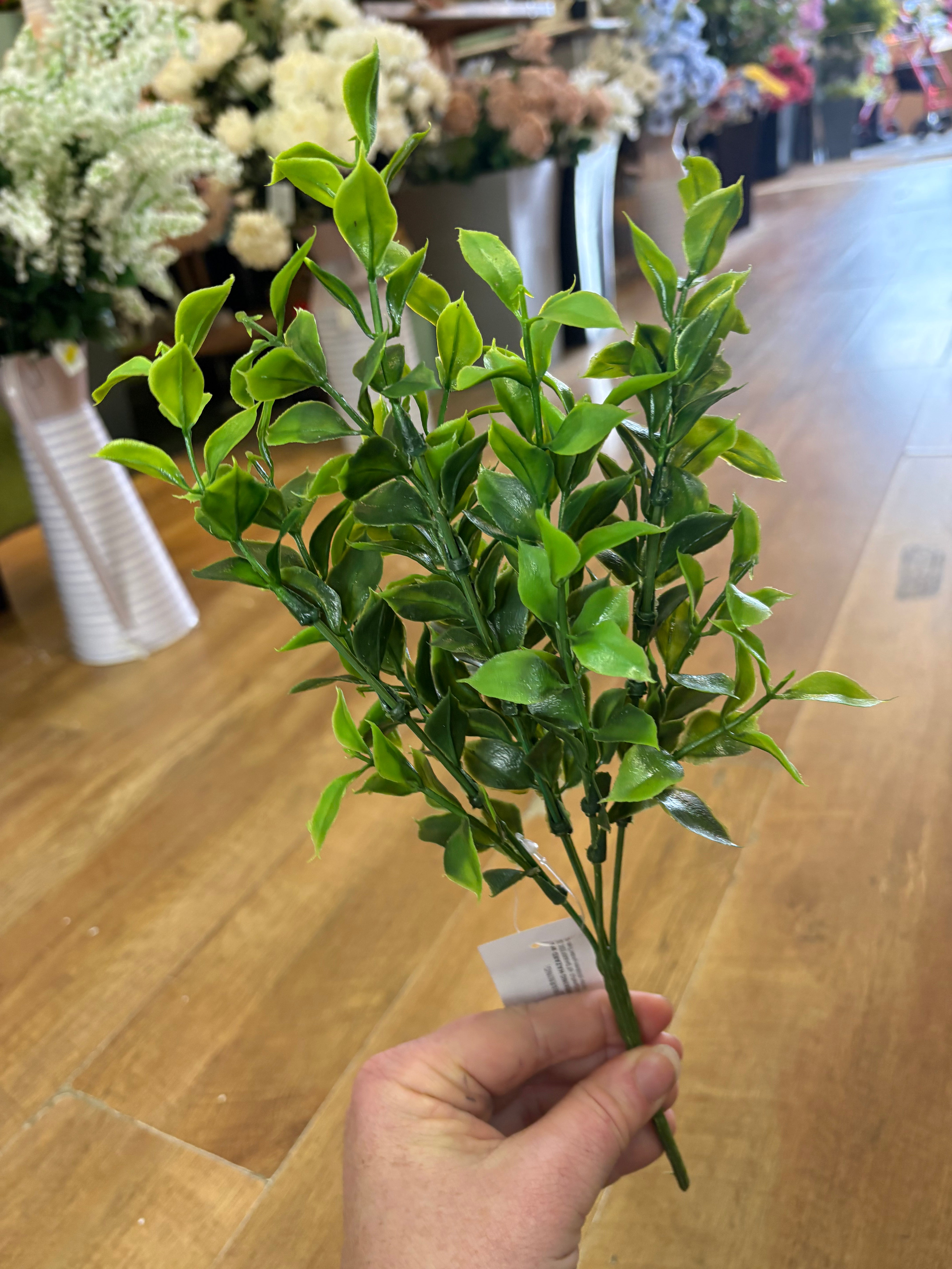 Ruscus bunch