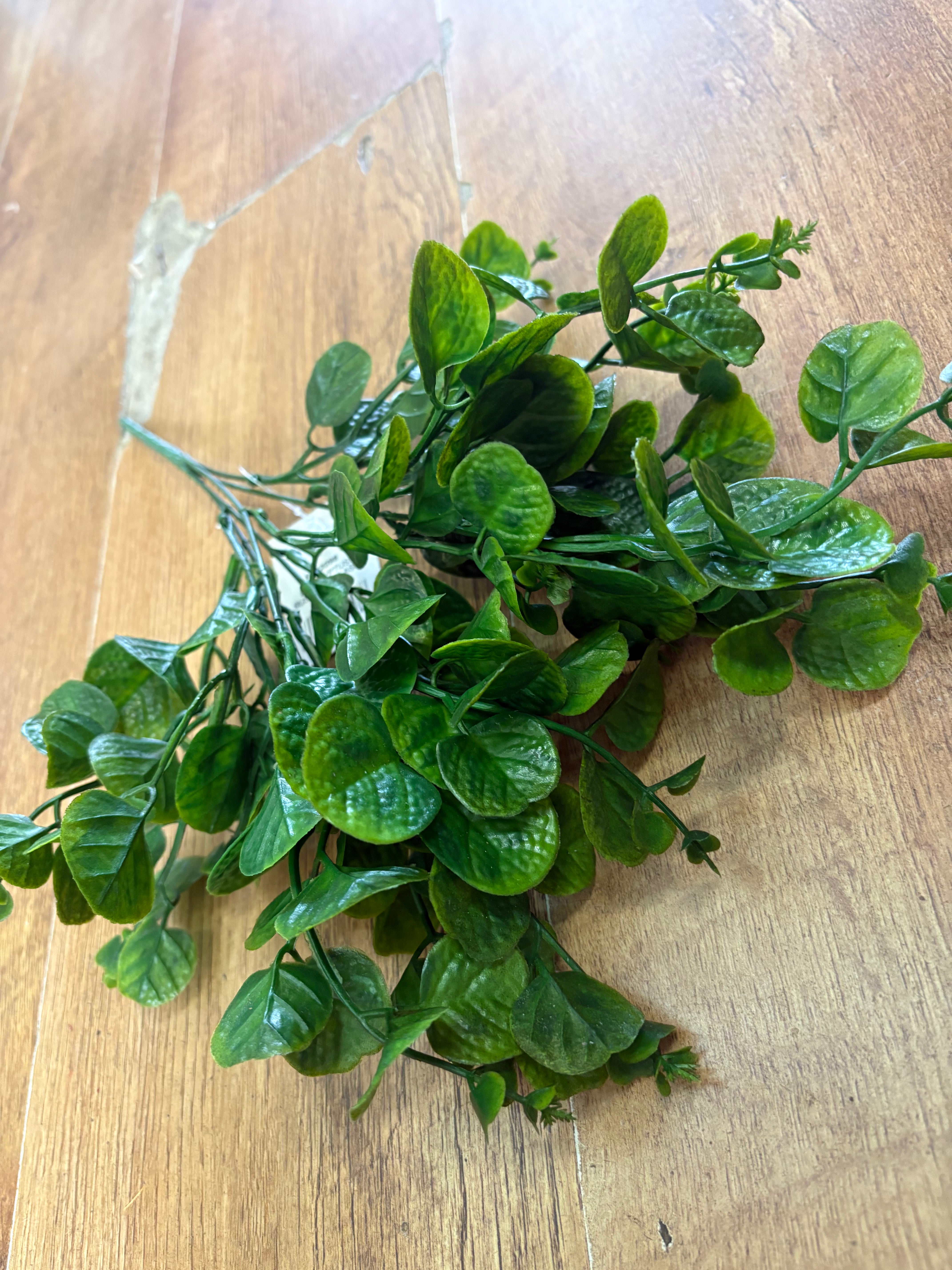 Green gum drop eucalyptus bunch