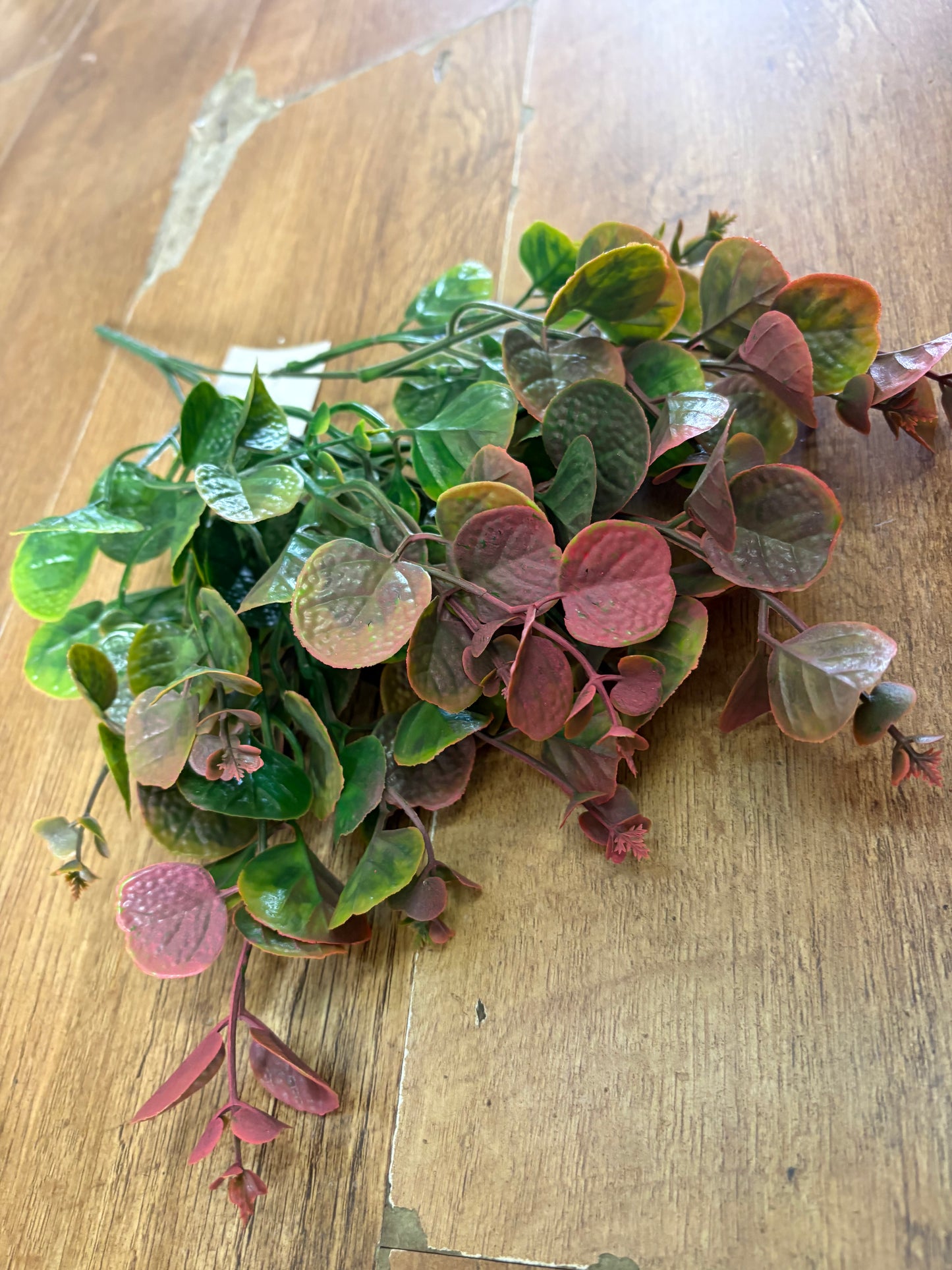 Pink tinted gum drop eucalyptus bunch