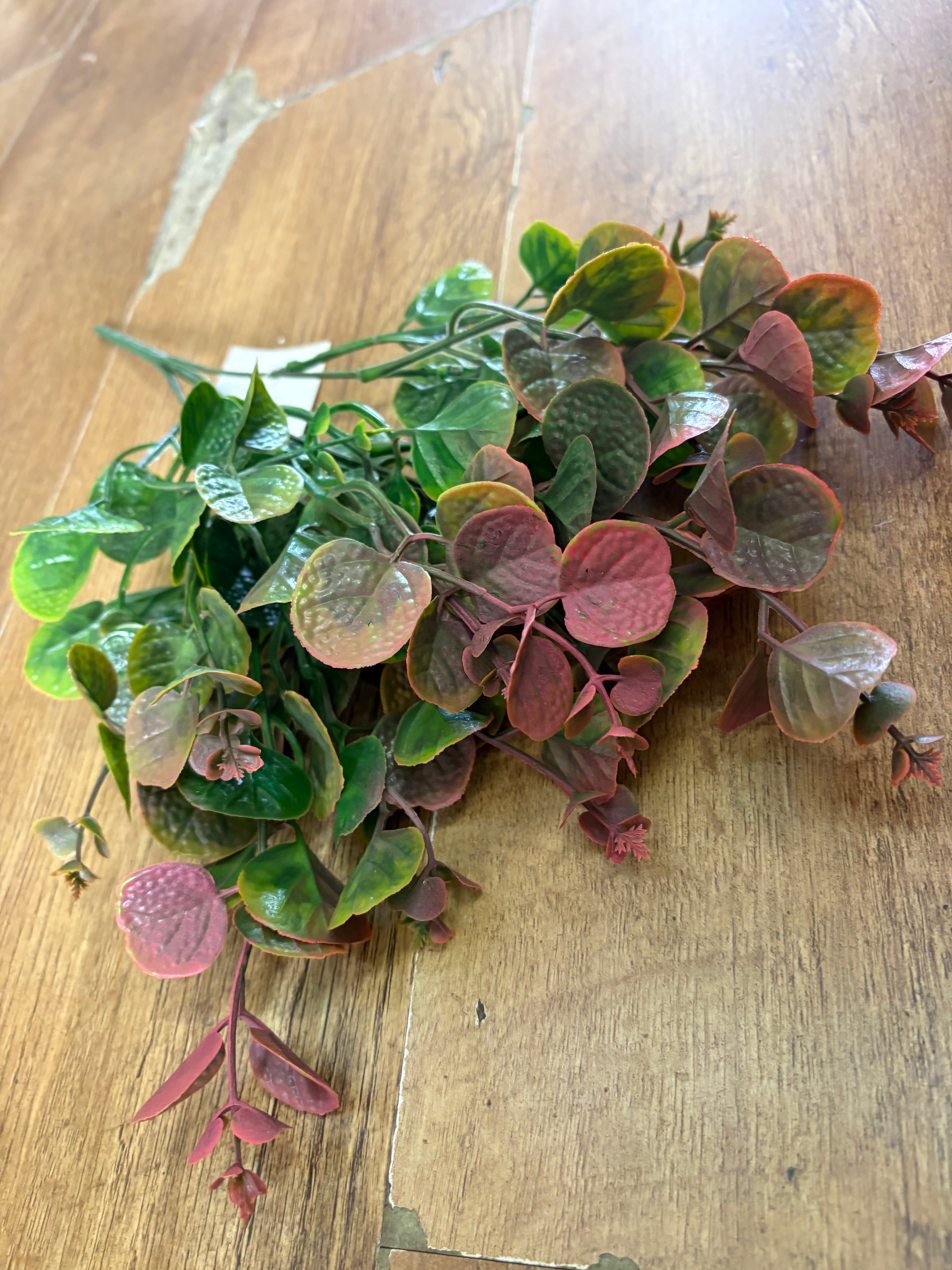 Pink tinted gum drop eucalyptus bunch