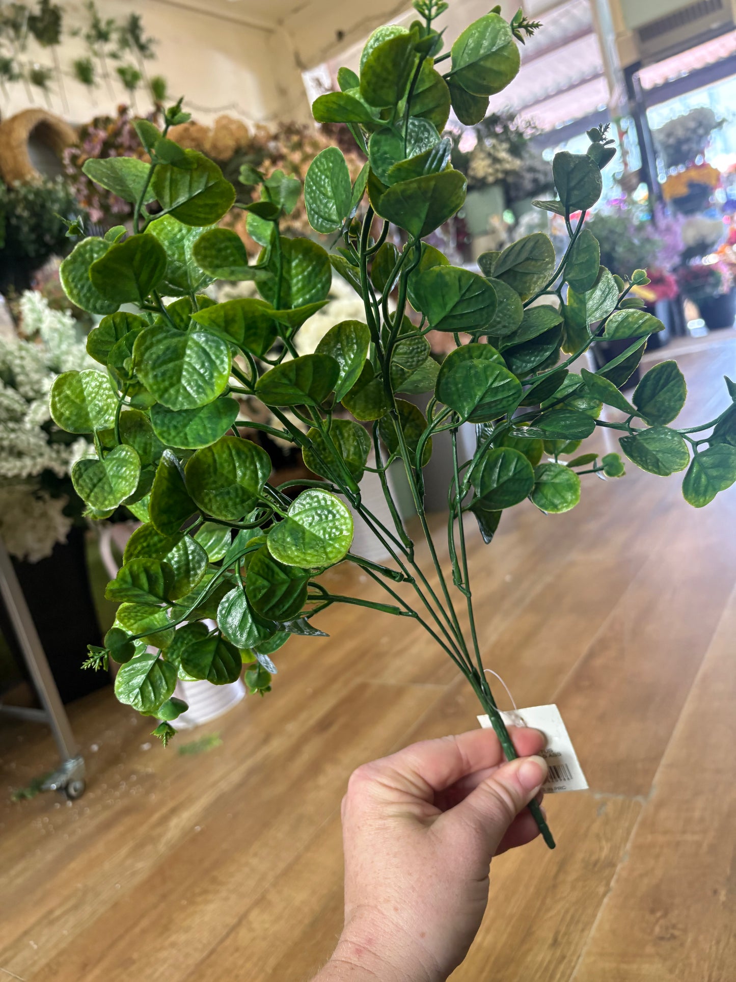 Green gum drop eucalyptus bunch