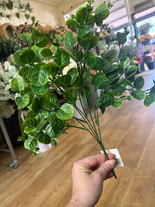 Green gum drop eucalyptus bunch