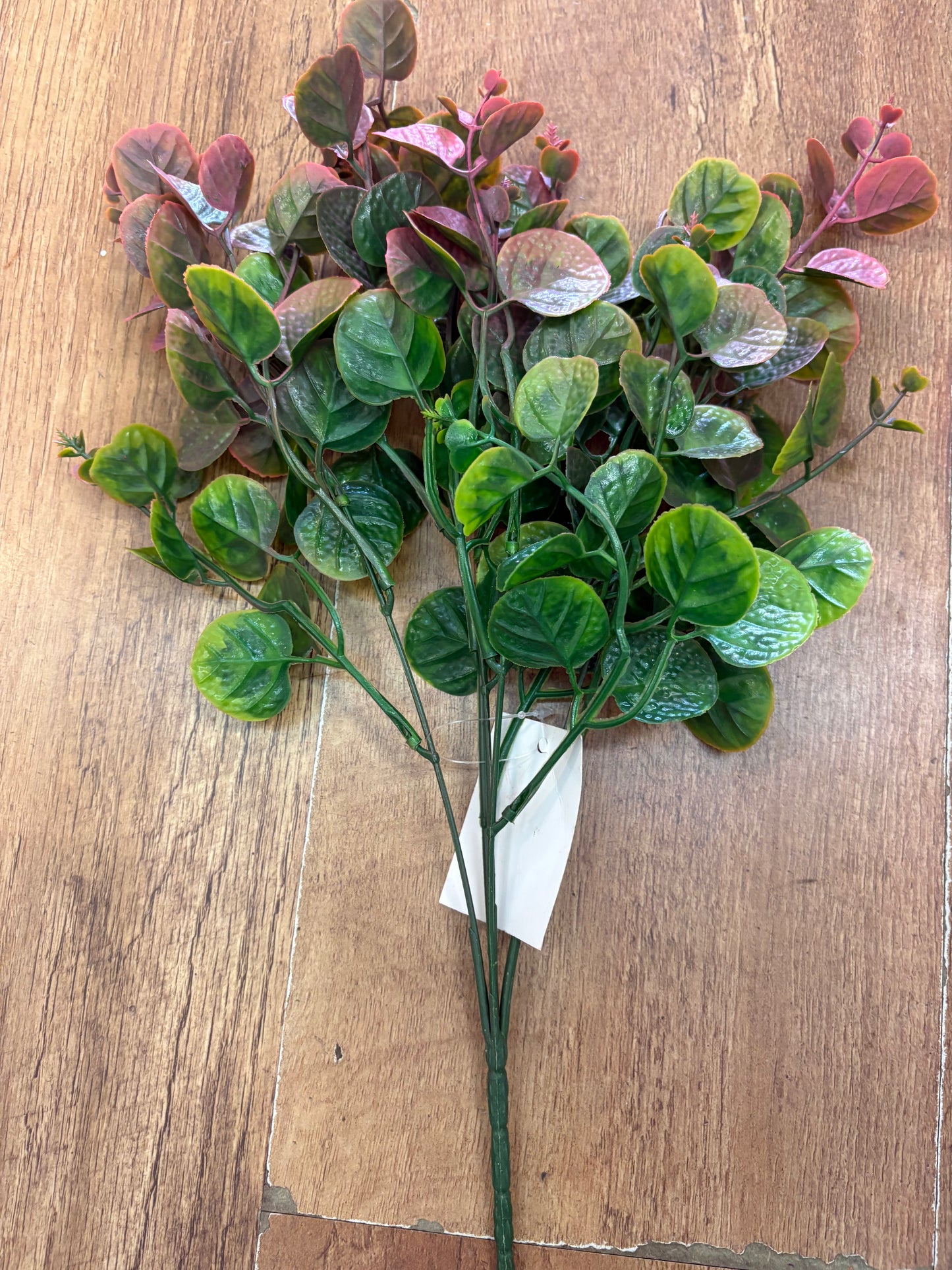 Pink tinted gum drop eucalyptus bunch