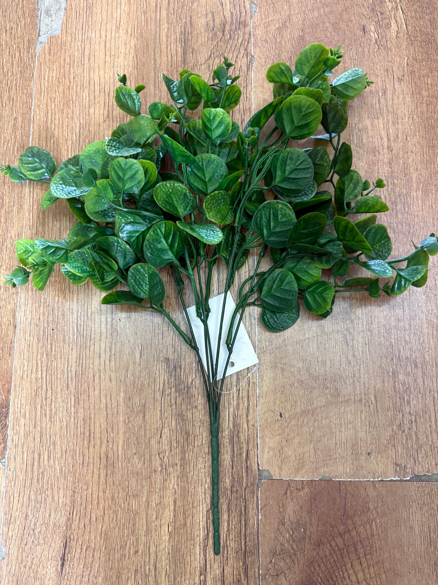 Green gum drop eucalyptus bunch