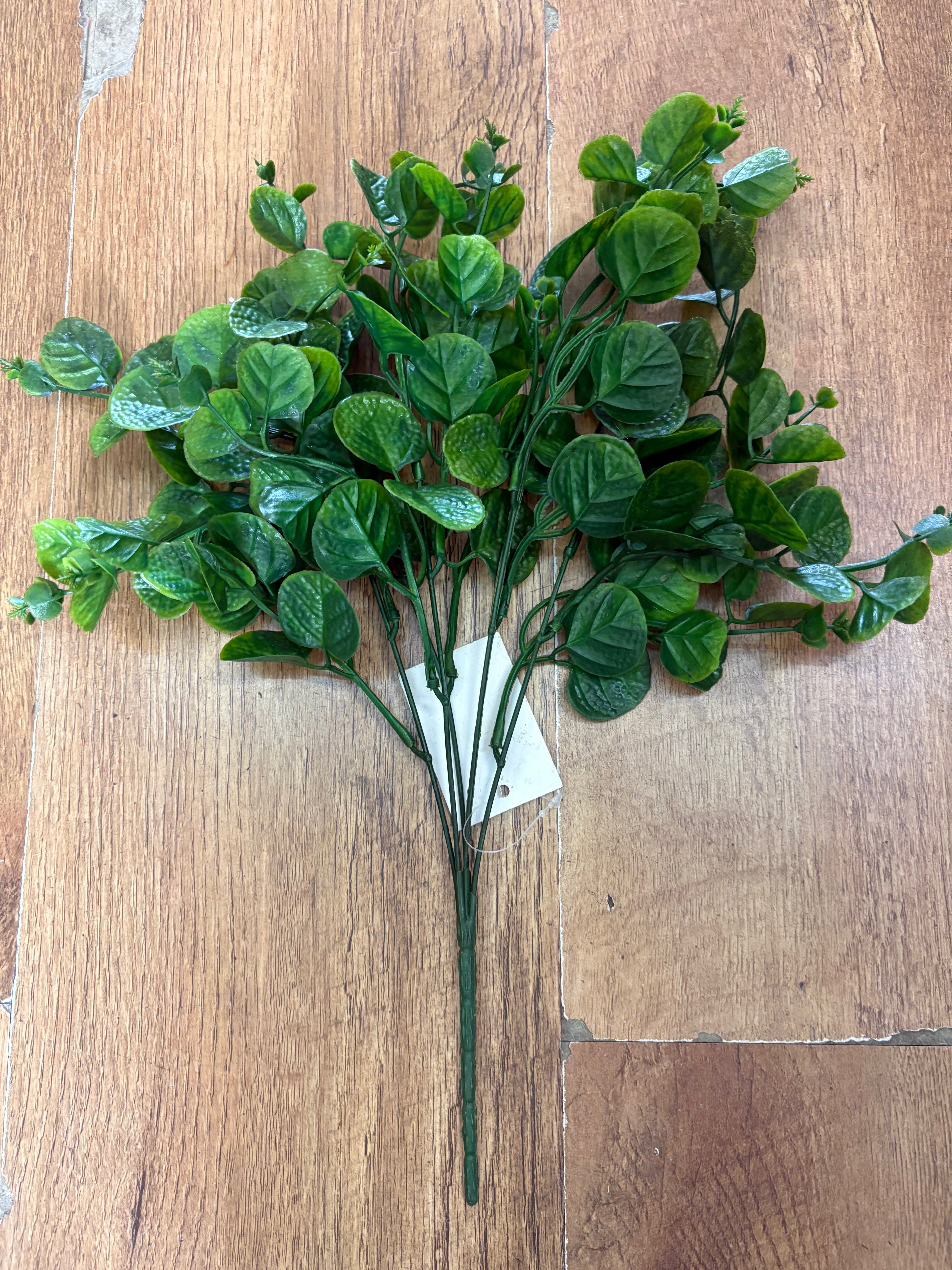 Green gum drop eucalyptus bunch