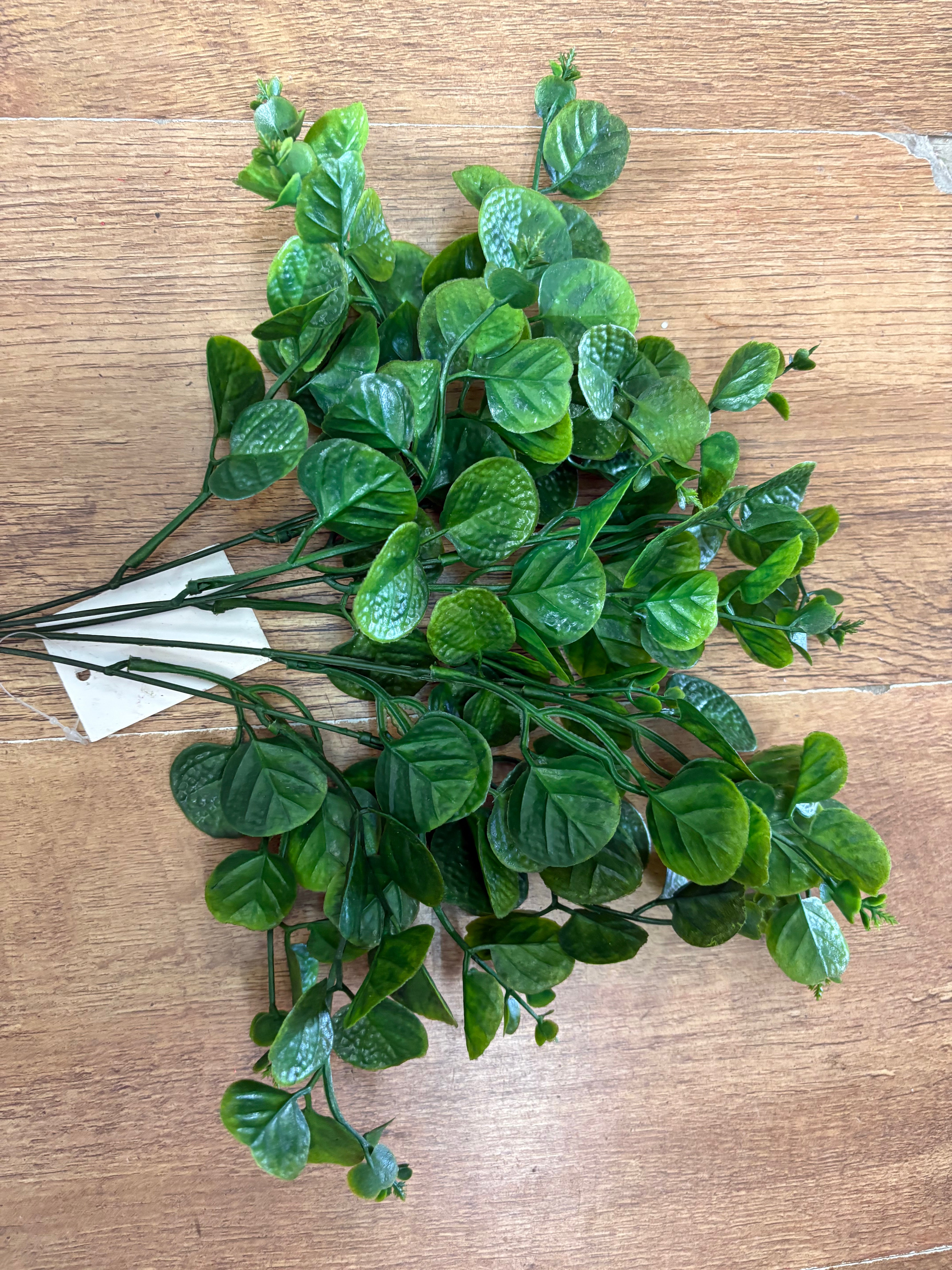 Green gum drop eucalyptus bunch