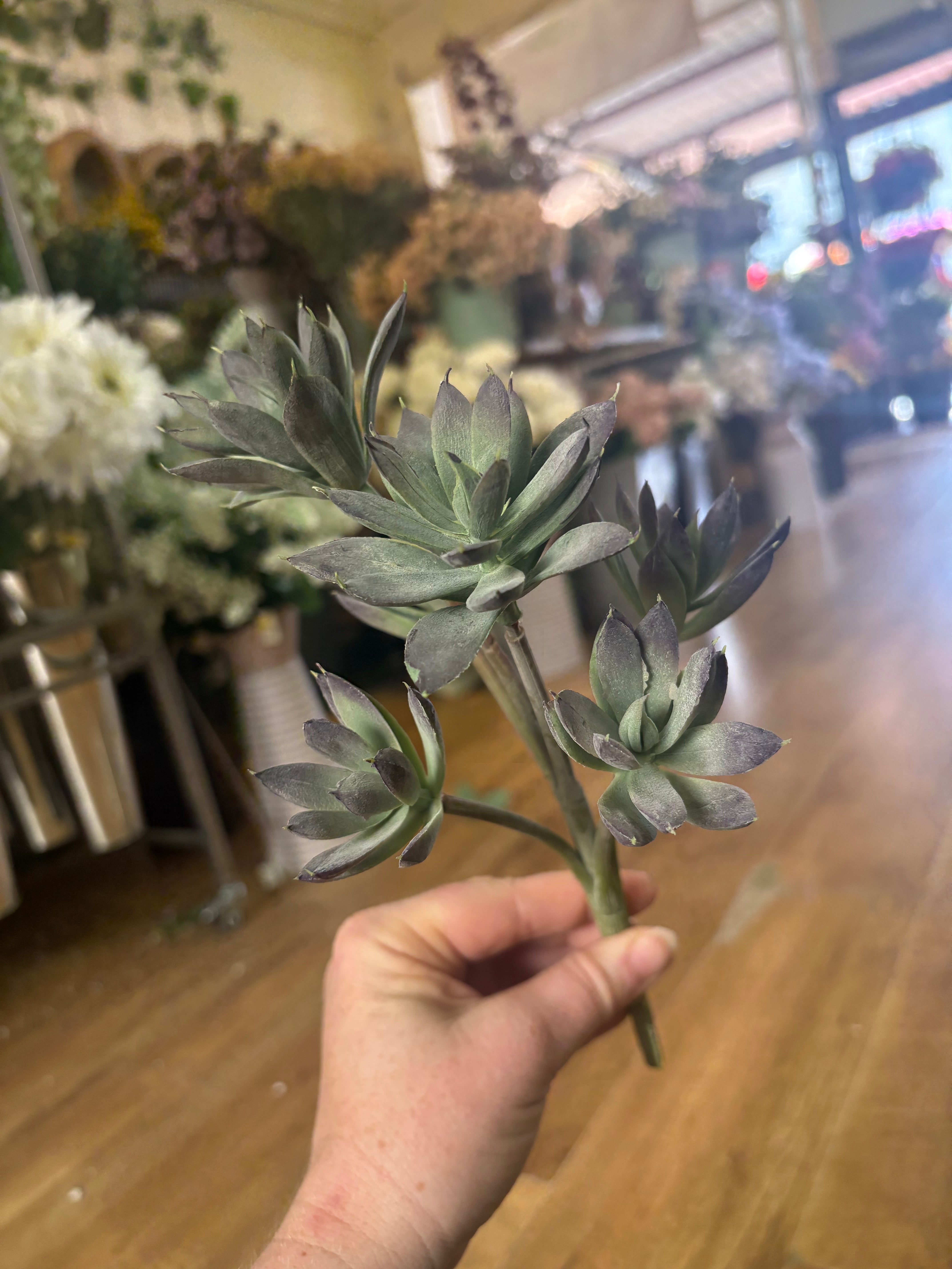 6 headed succulent bunch