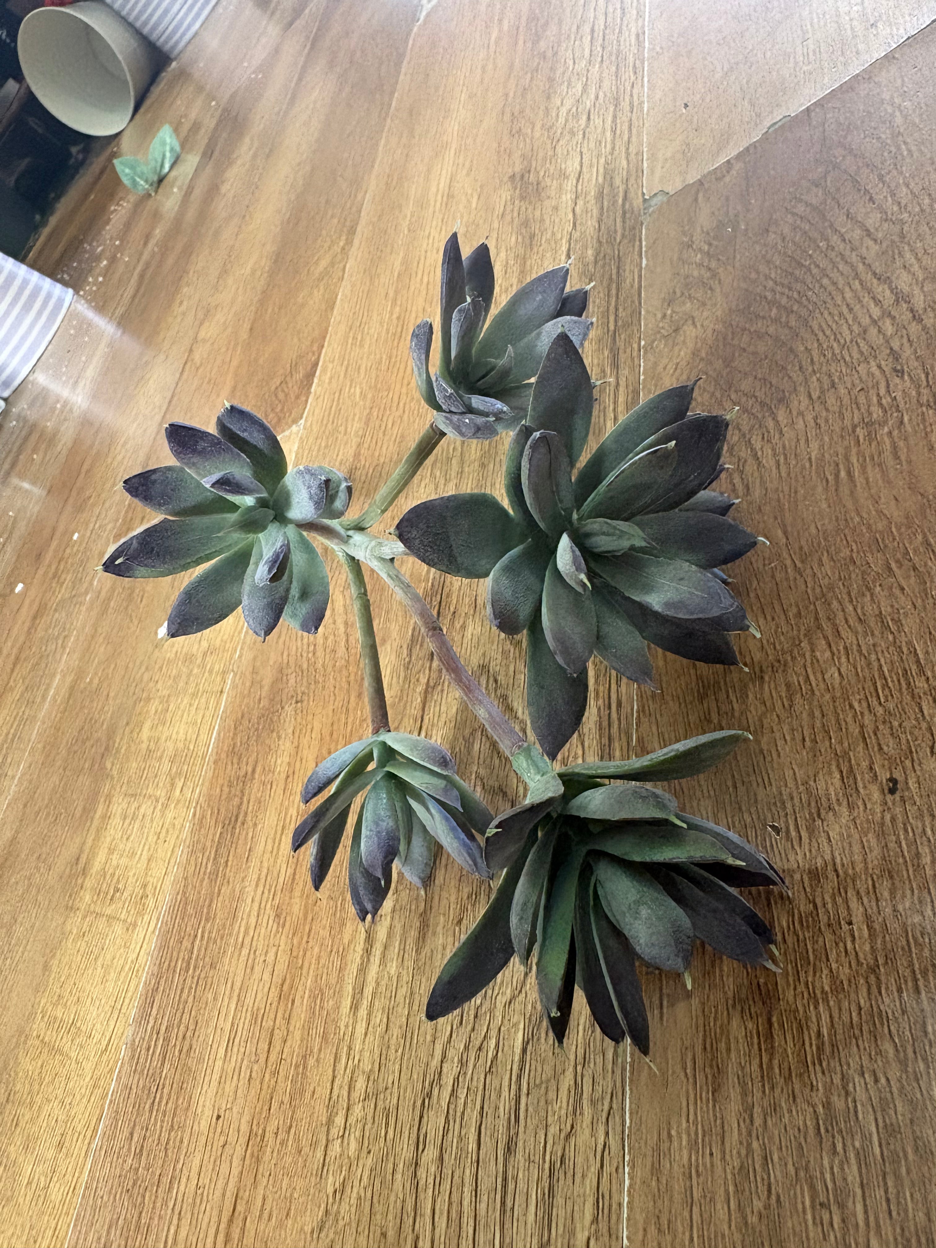 6 headed succulent bunch