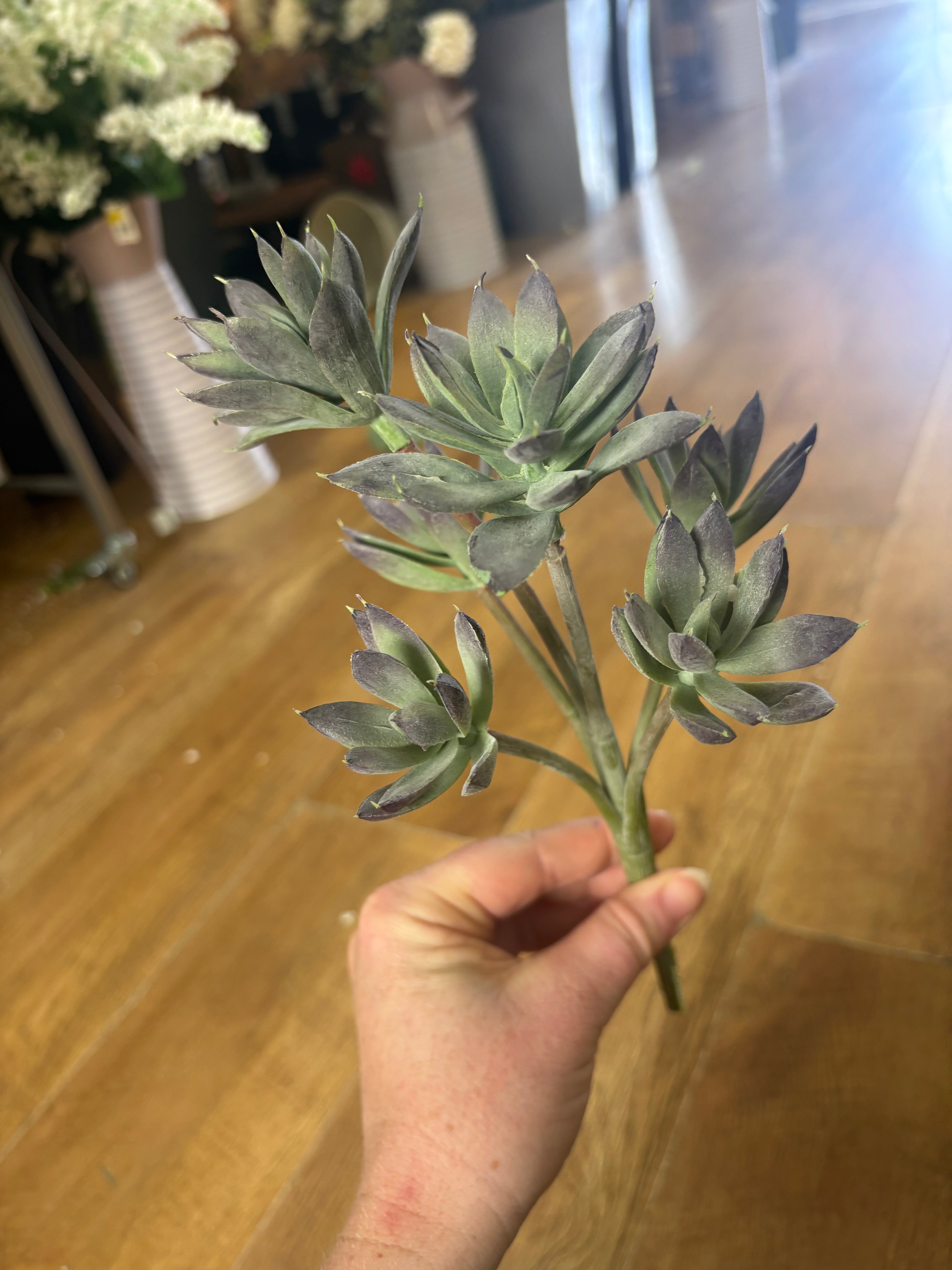 6 headed succulent bunch