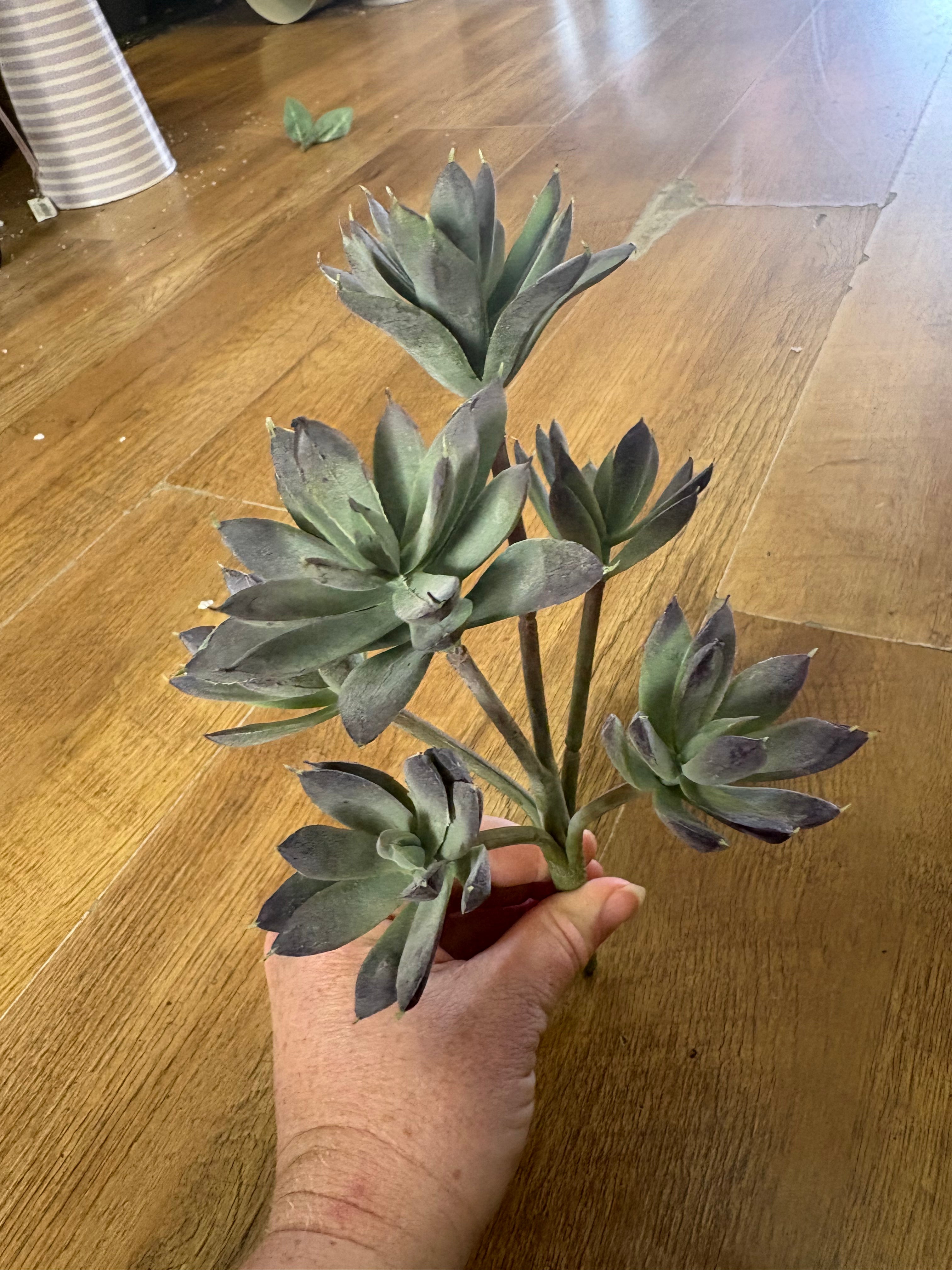 6 headed succulent bunch