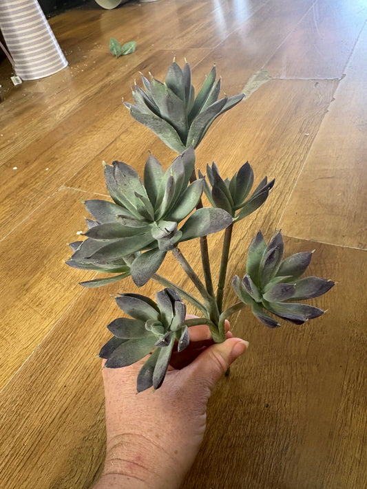 6 headed succulent bunch
