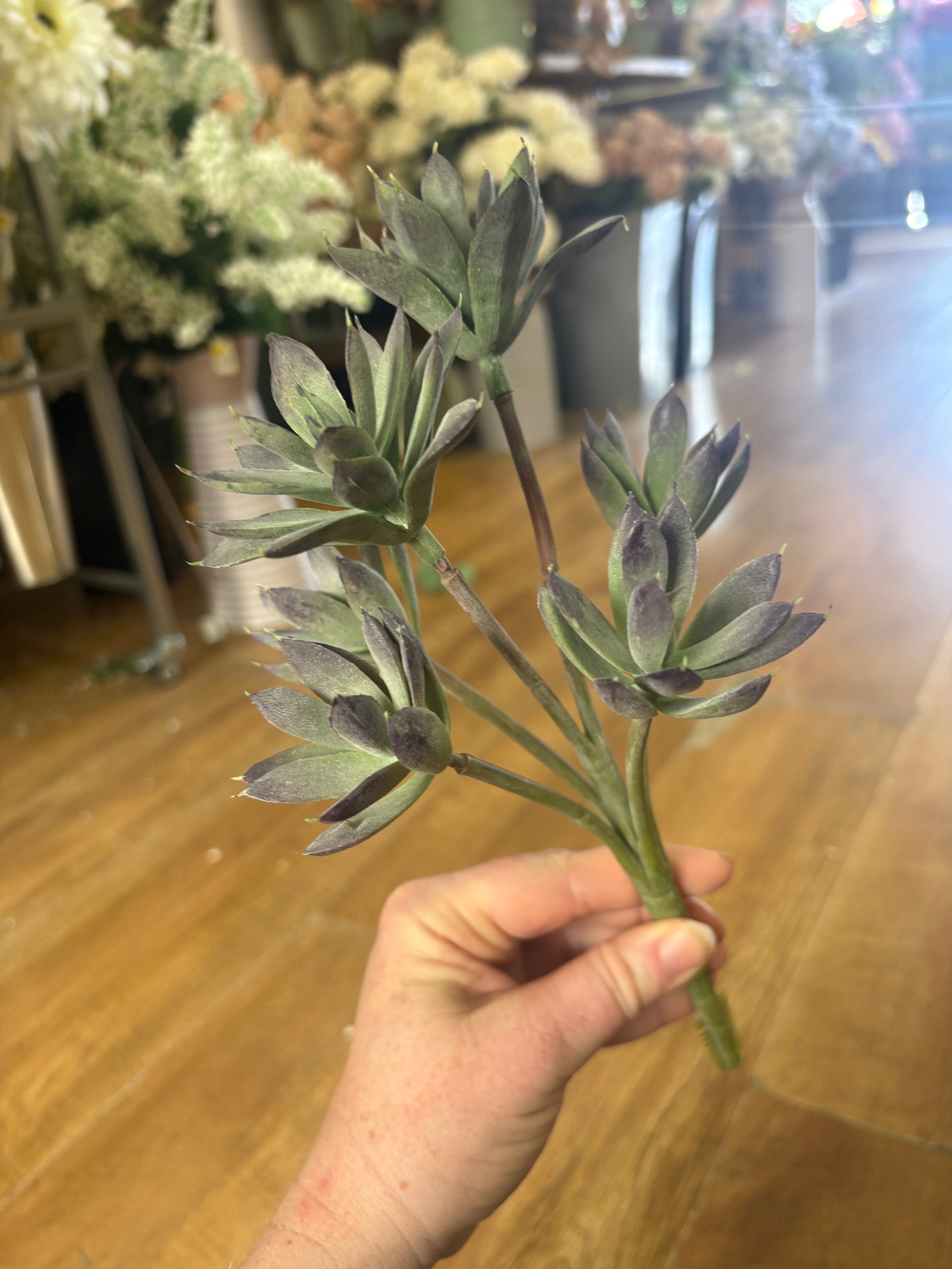 6 headed succulent bunch