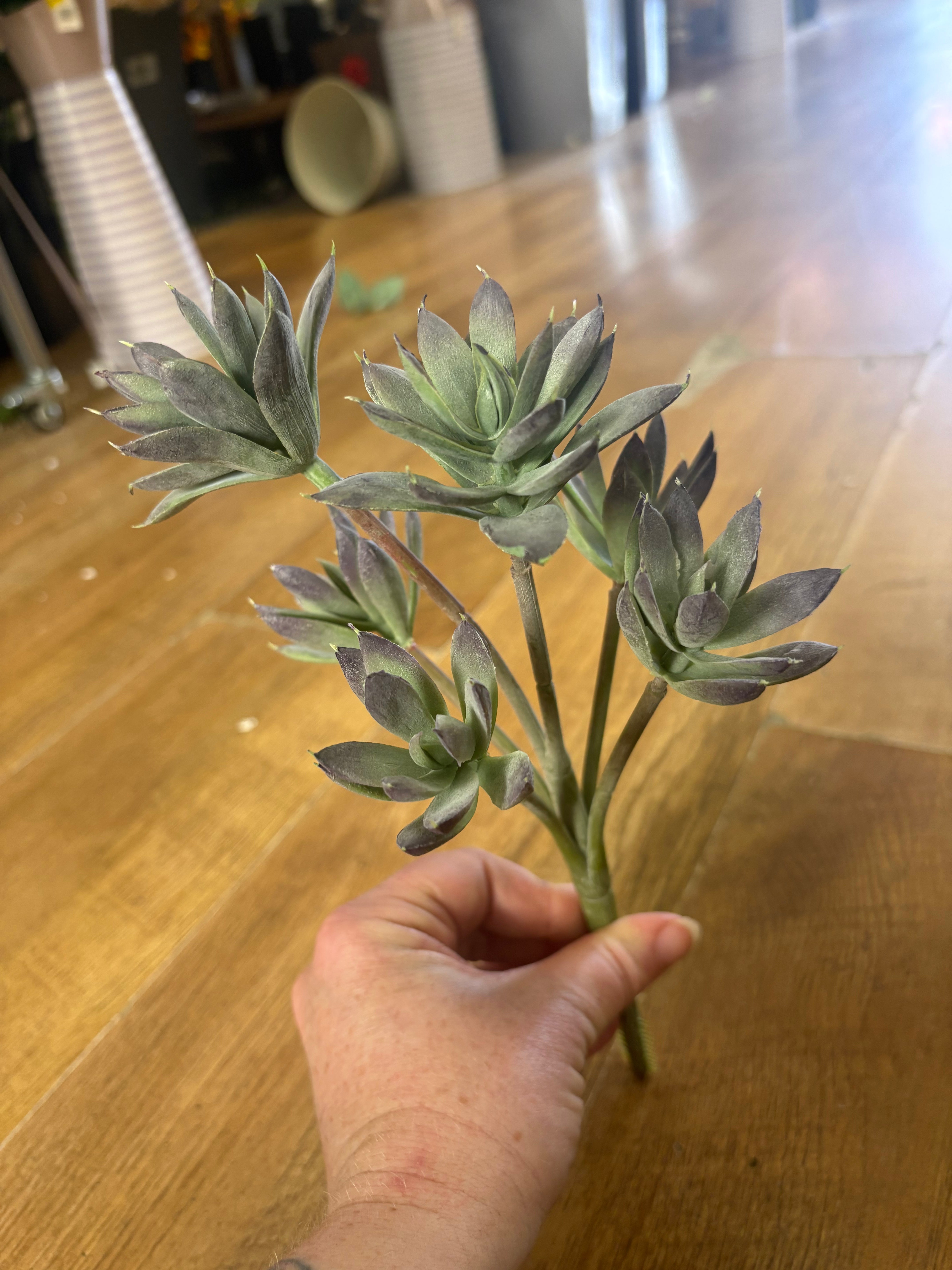 6 headed succulent bunch