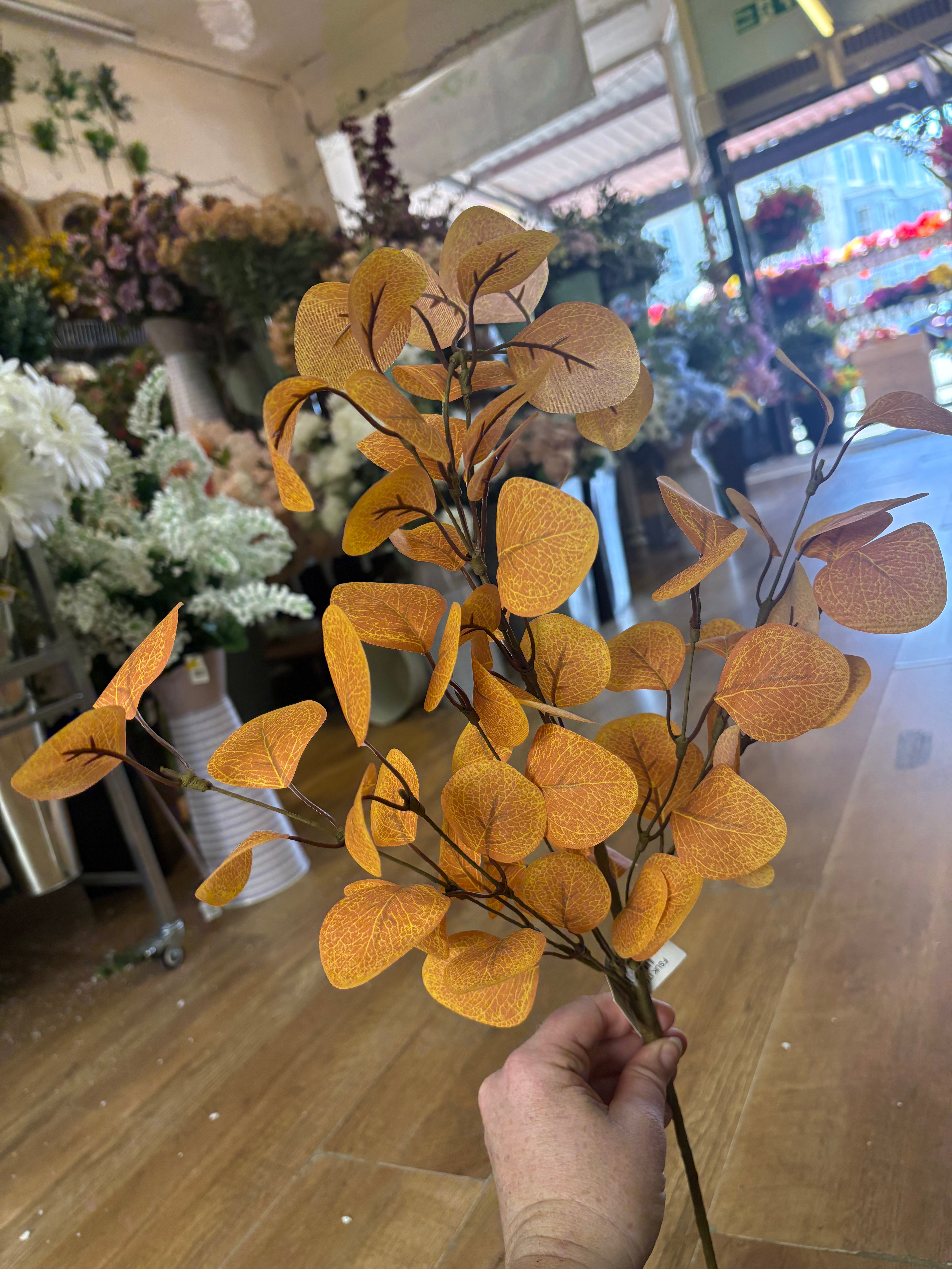Autumnal eucalyptus branch