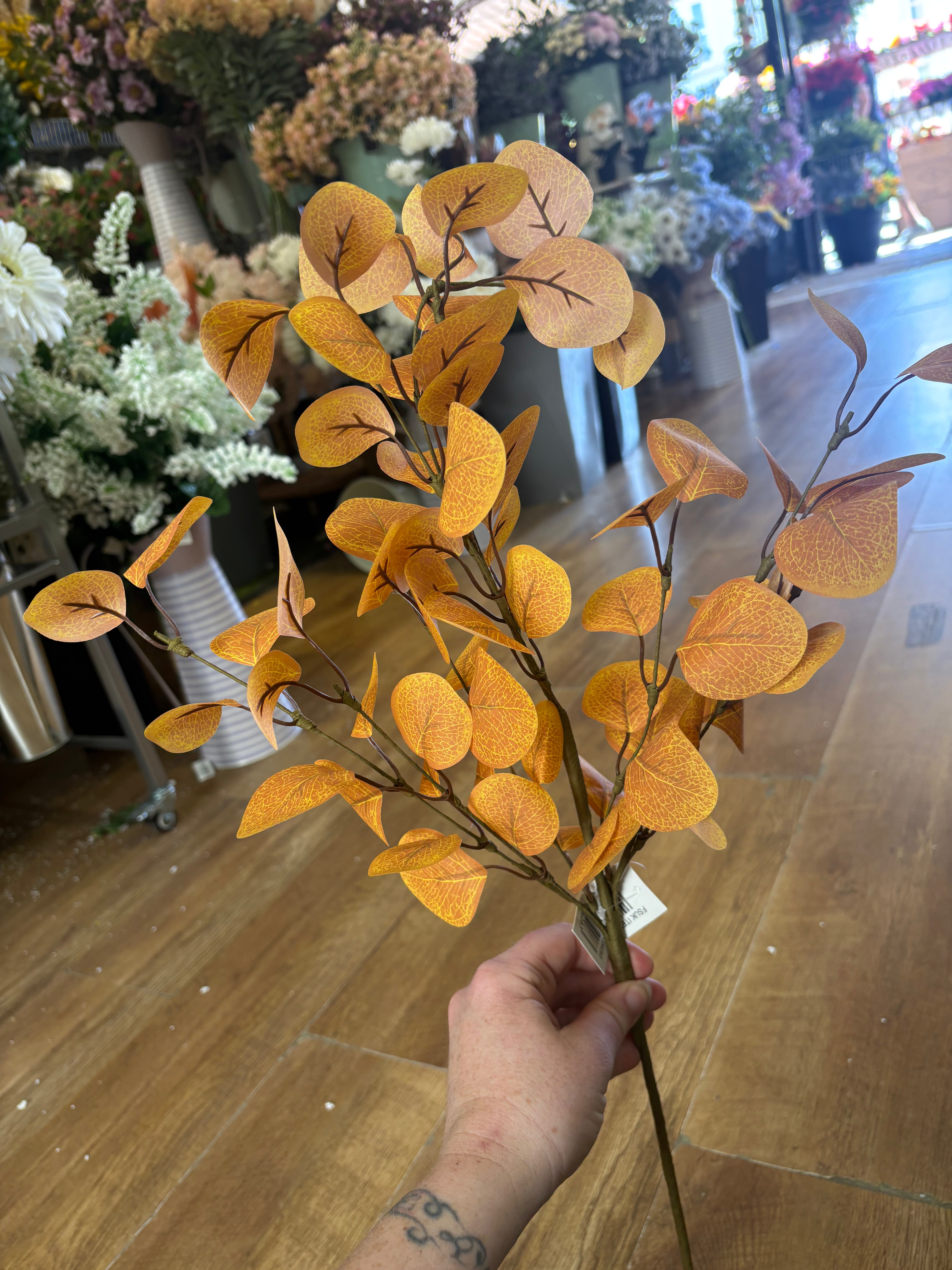 Autumnal eucalyptus branch