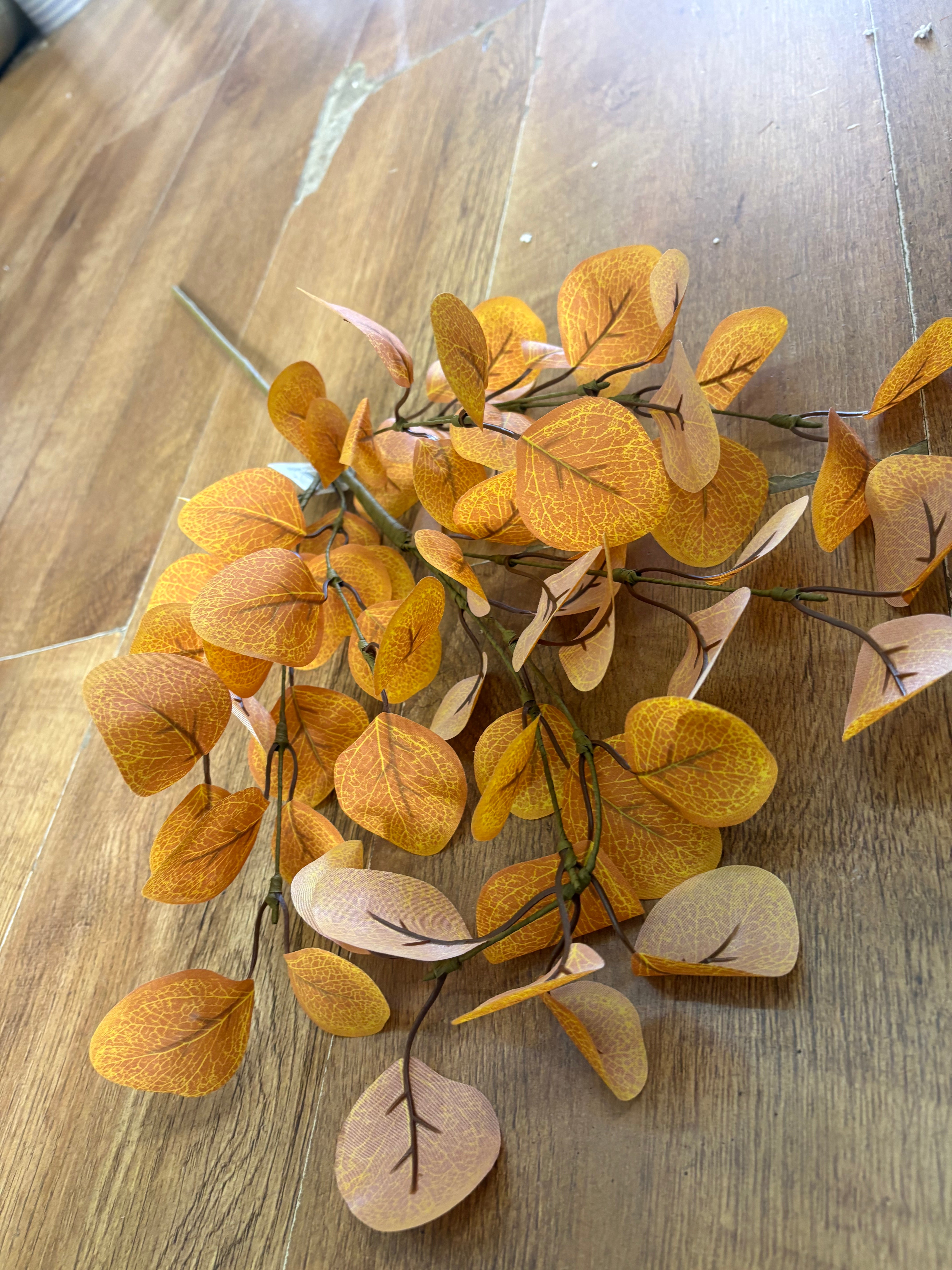 Autumnal eucalyptus branch