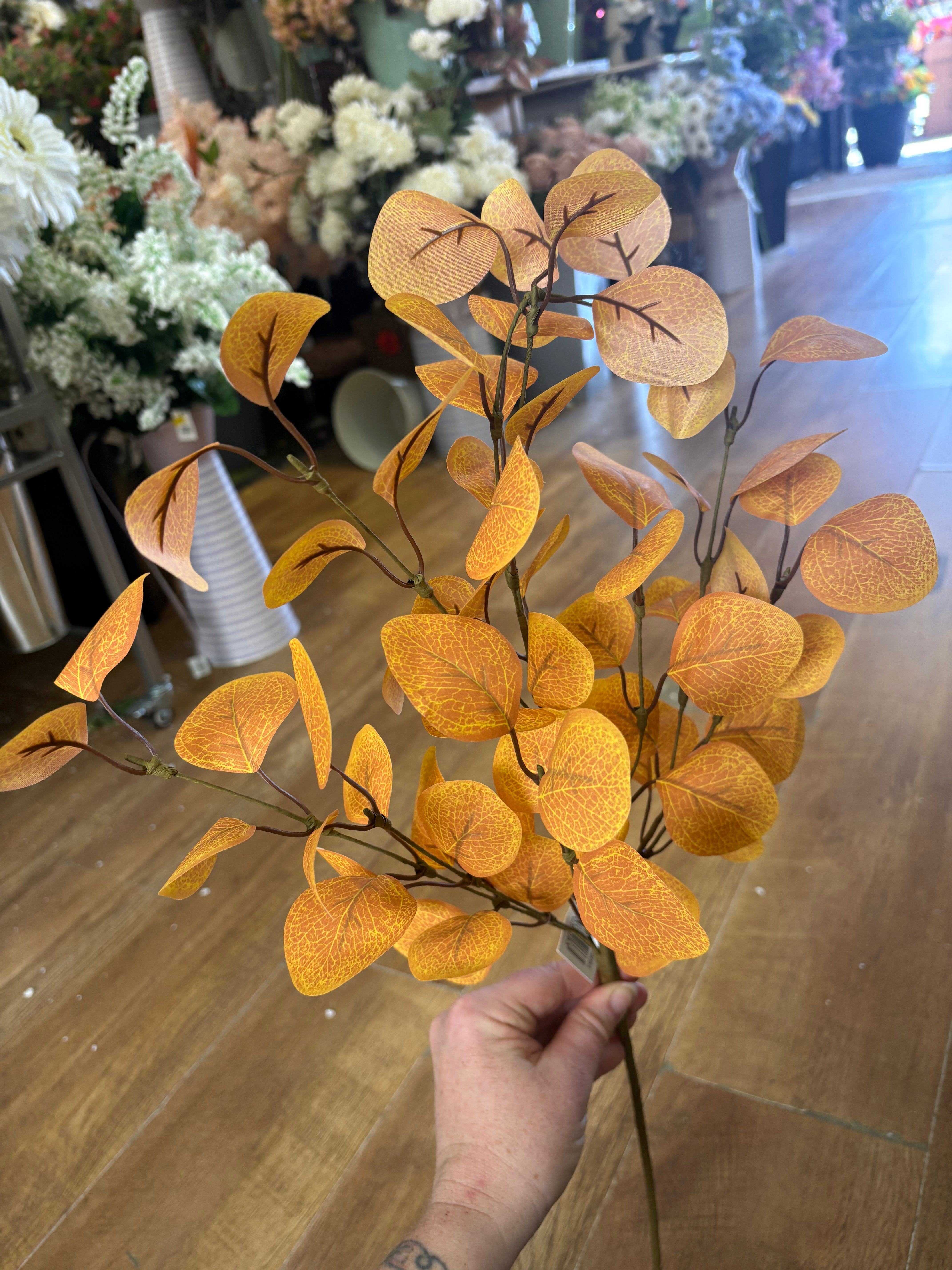 Autumnal eucalyptus branch