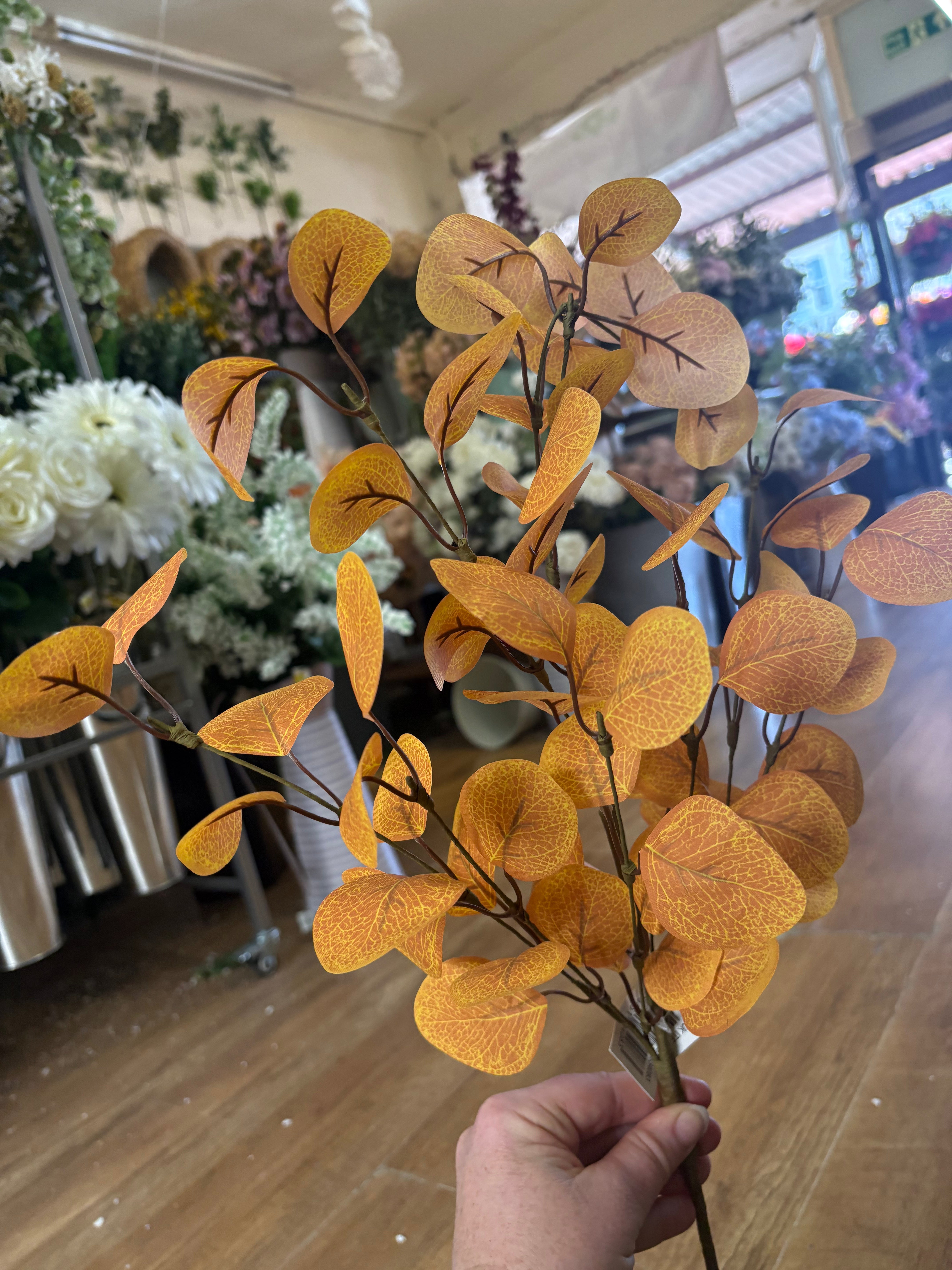 Autumnal eucalyptus branch