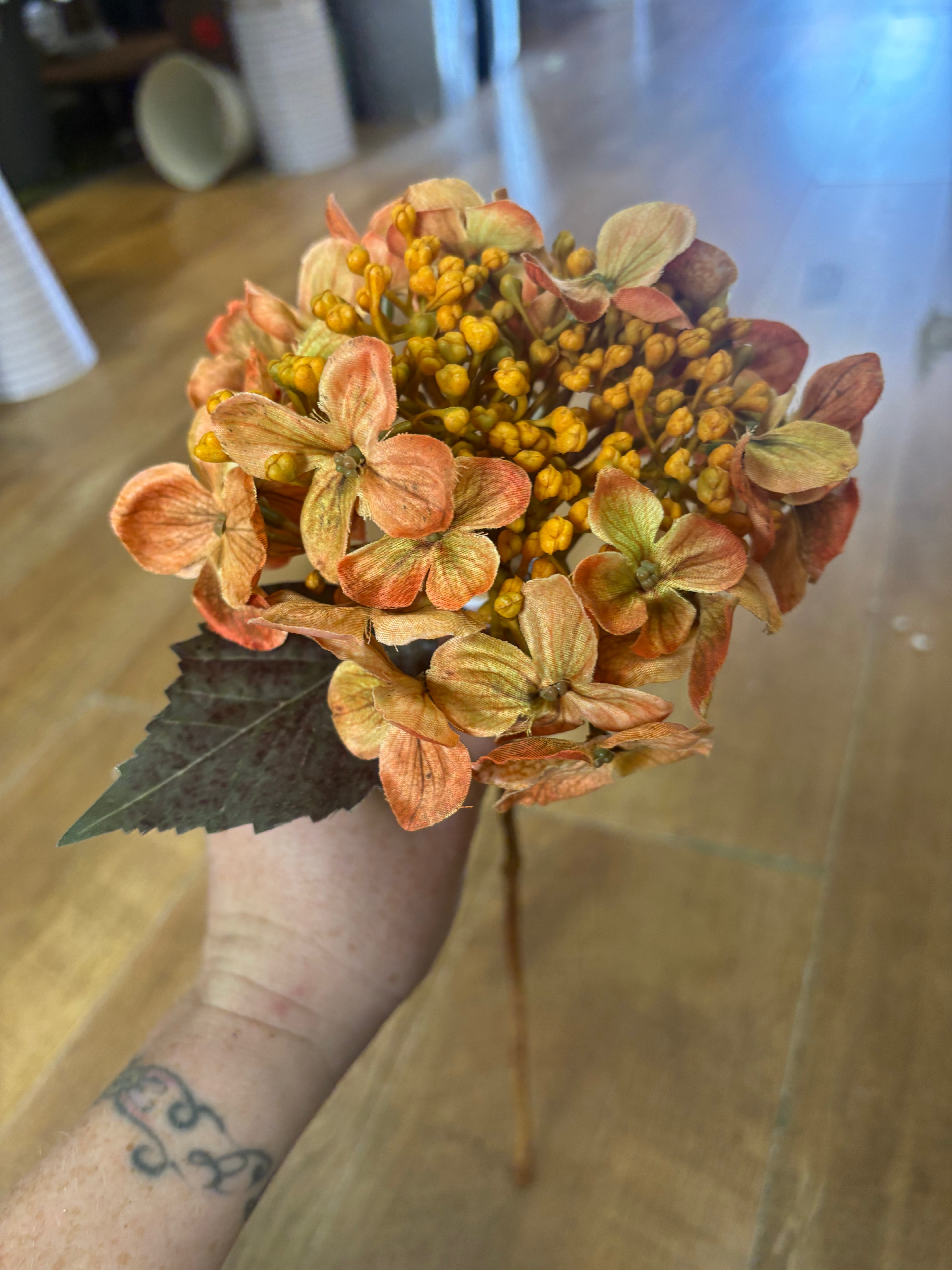 Medium length autumnal orange an yellow budding hydrangea stem
