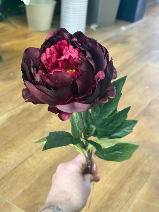 Long stem single burgundy Aurora peony