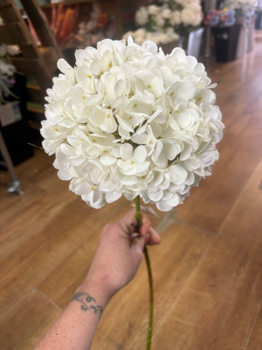 Long stem large head single ivory hydrangea