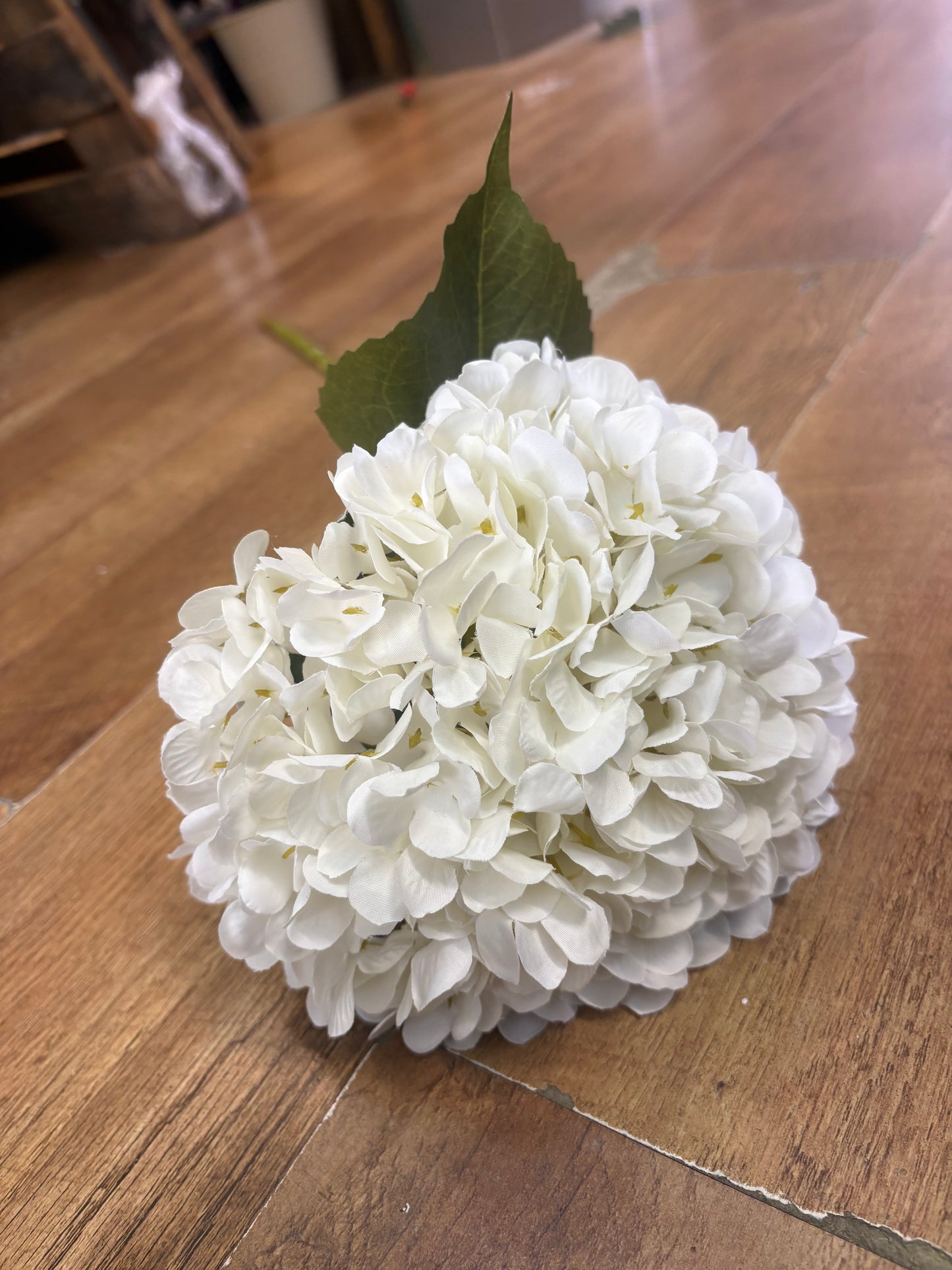 Long stem large head single ivory hydrangea