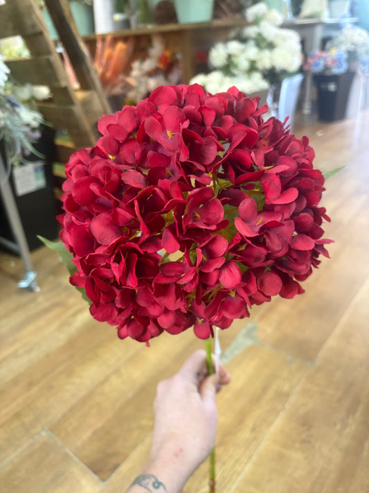Long stem large head red single hydrangea