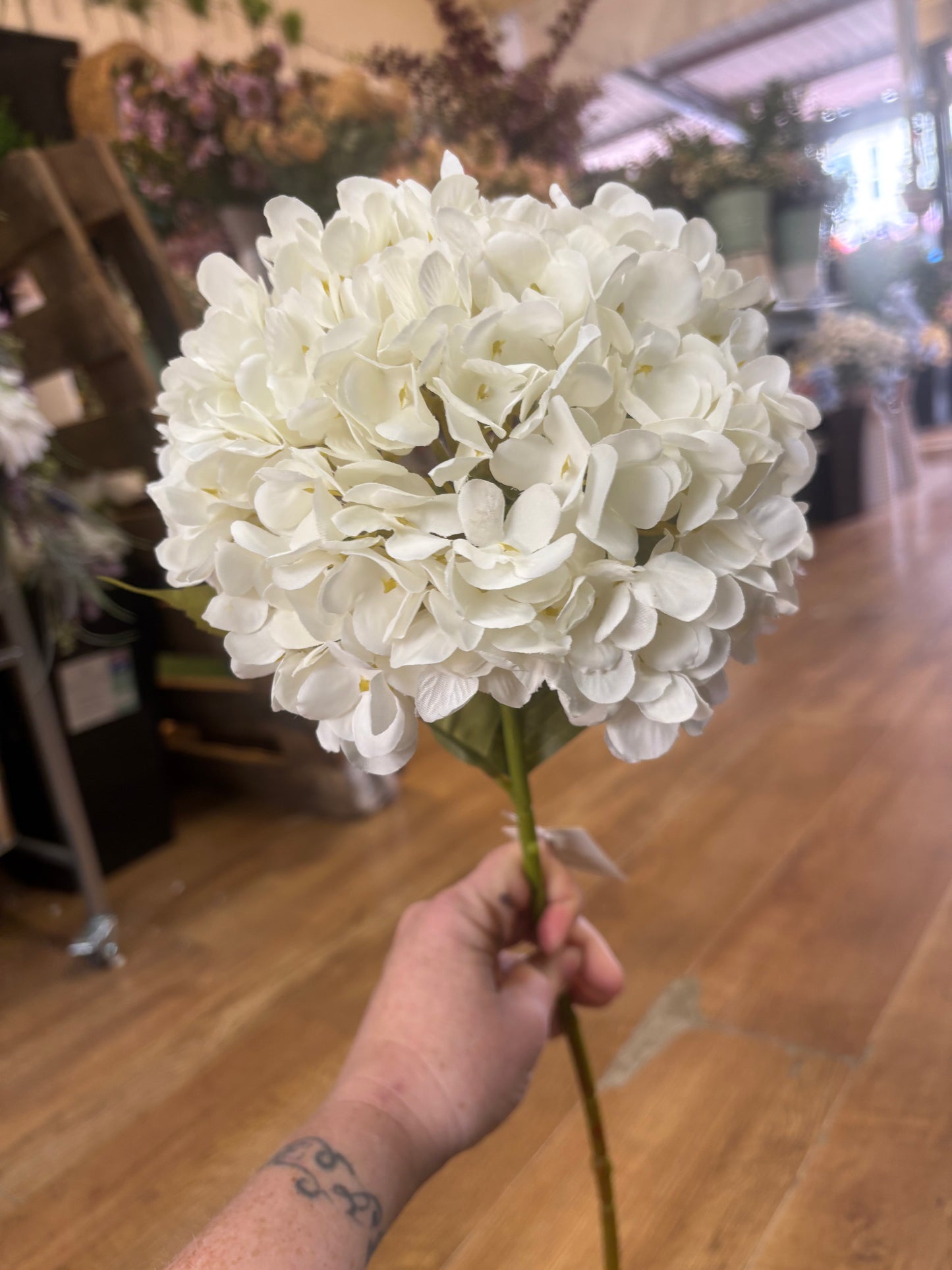 Long stem large head single ivory hydrangea