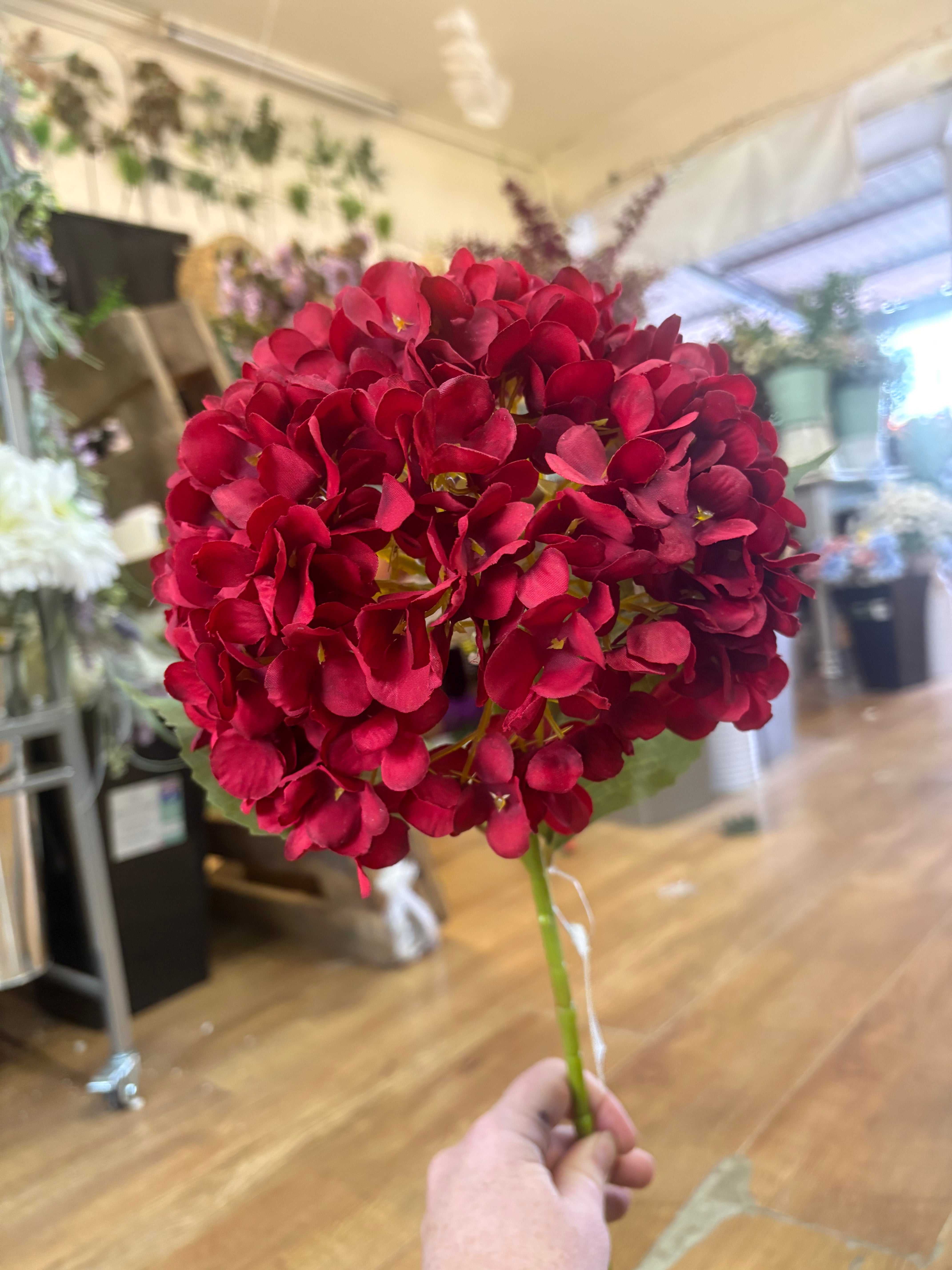 Long stem large head red single hydrangea