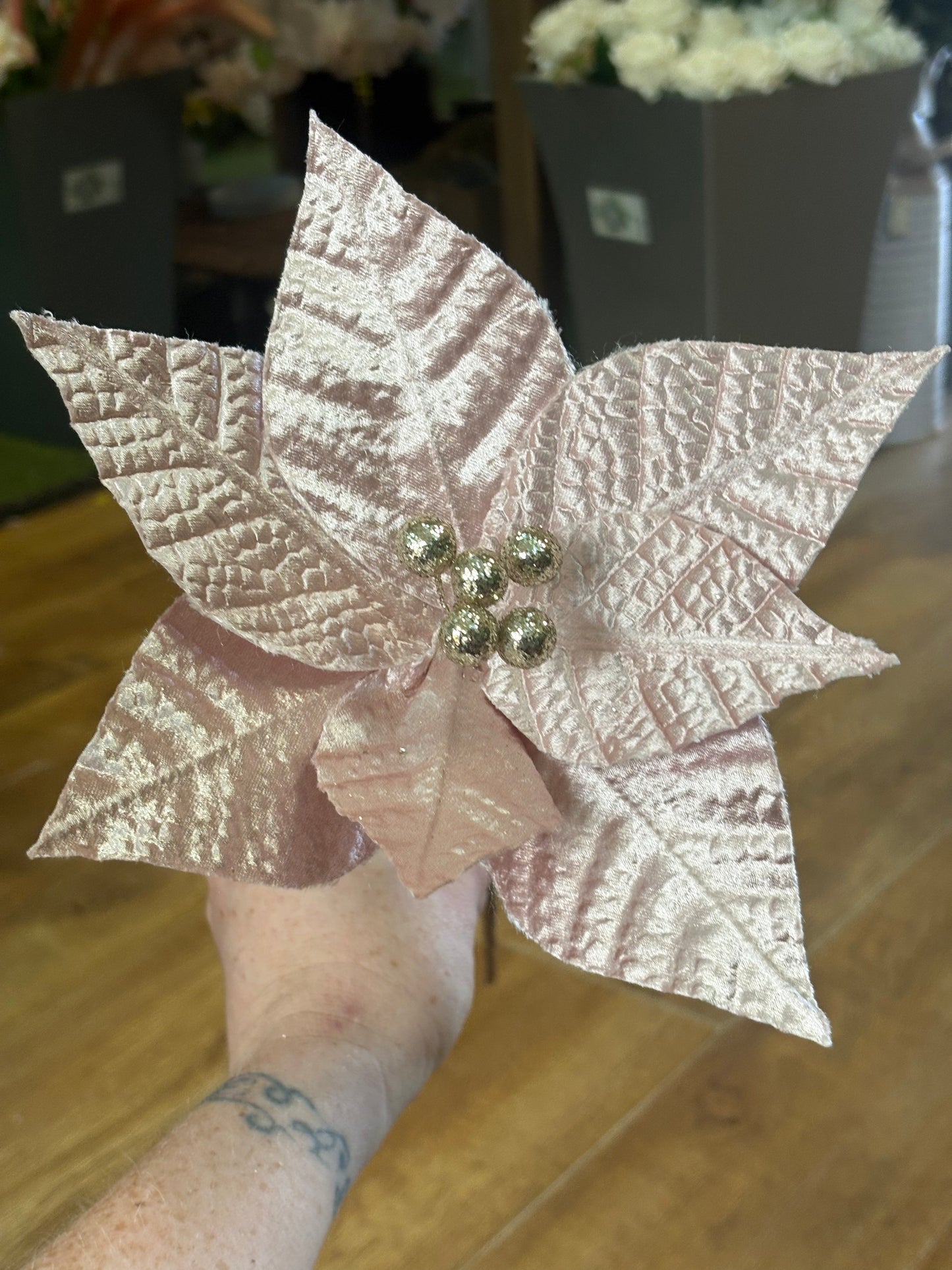 Long stem pale pink single fancy poinsettia