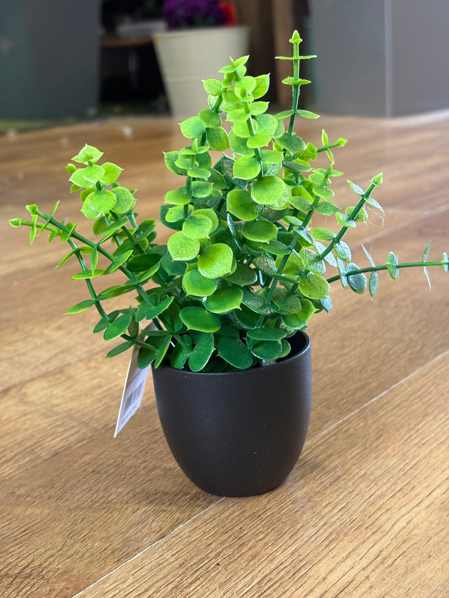 Small potted eucalyptus