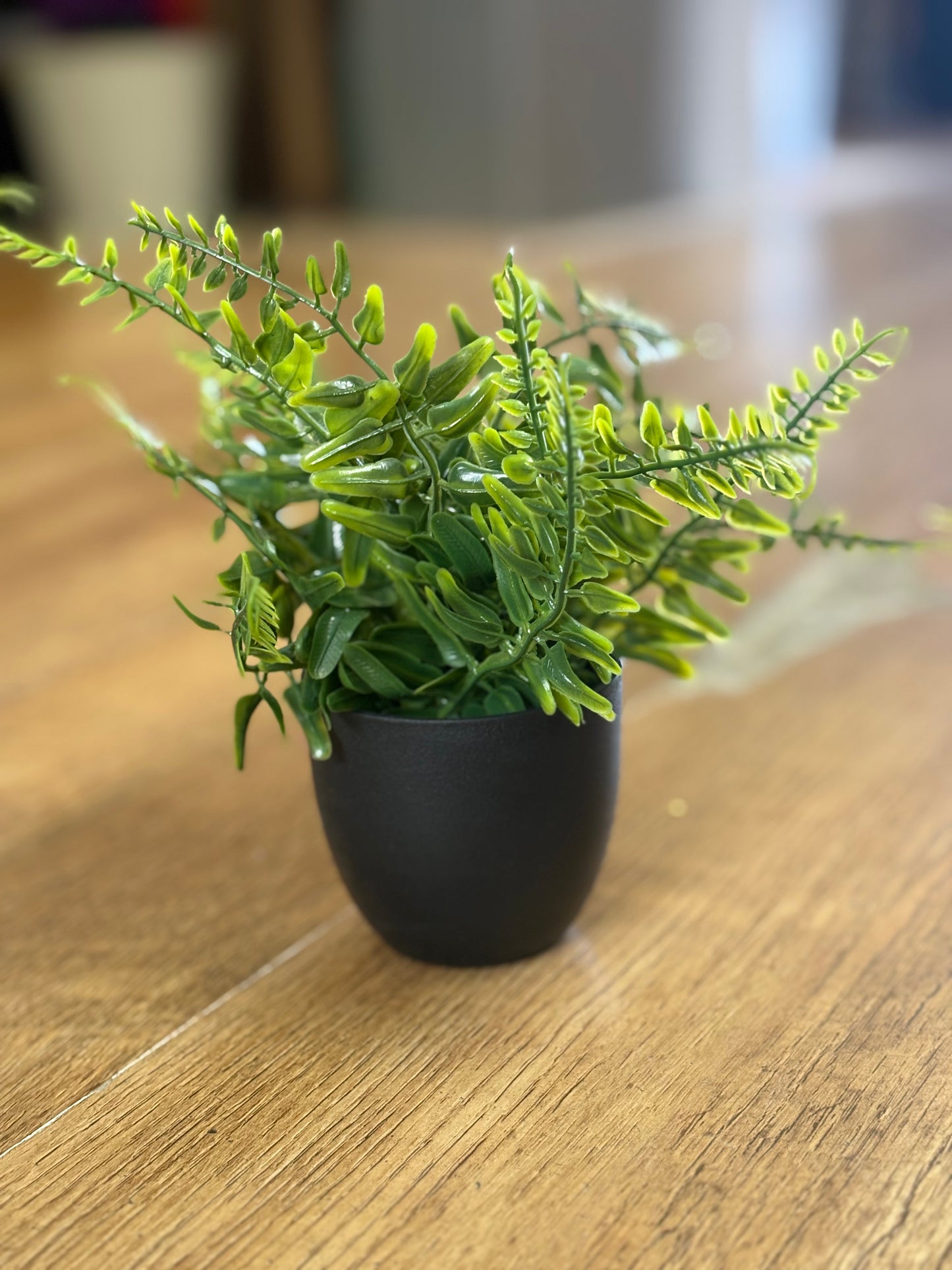 Small potted fern