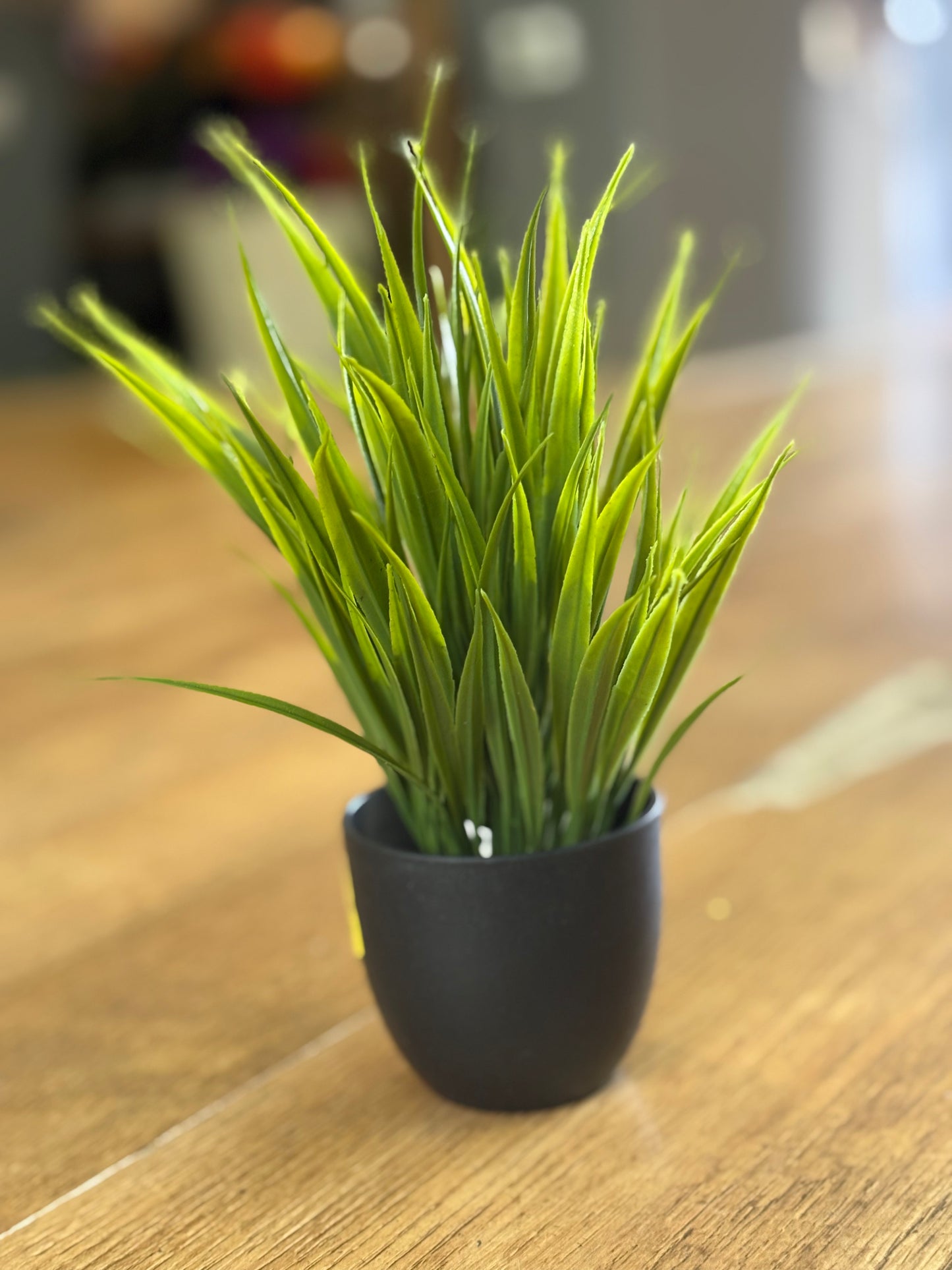 Small potted grass