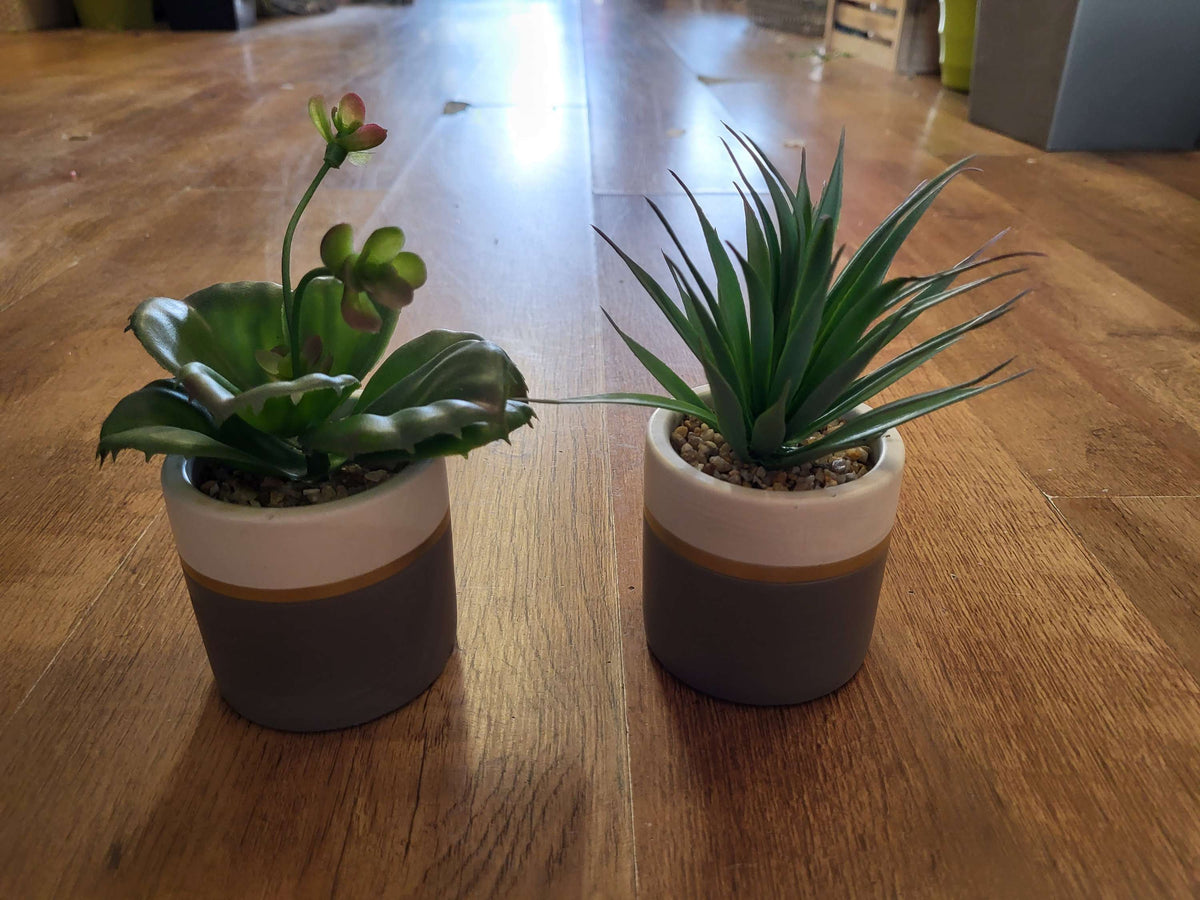 Succulent in a ceramic pot - 2 styles image 2