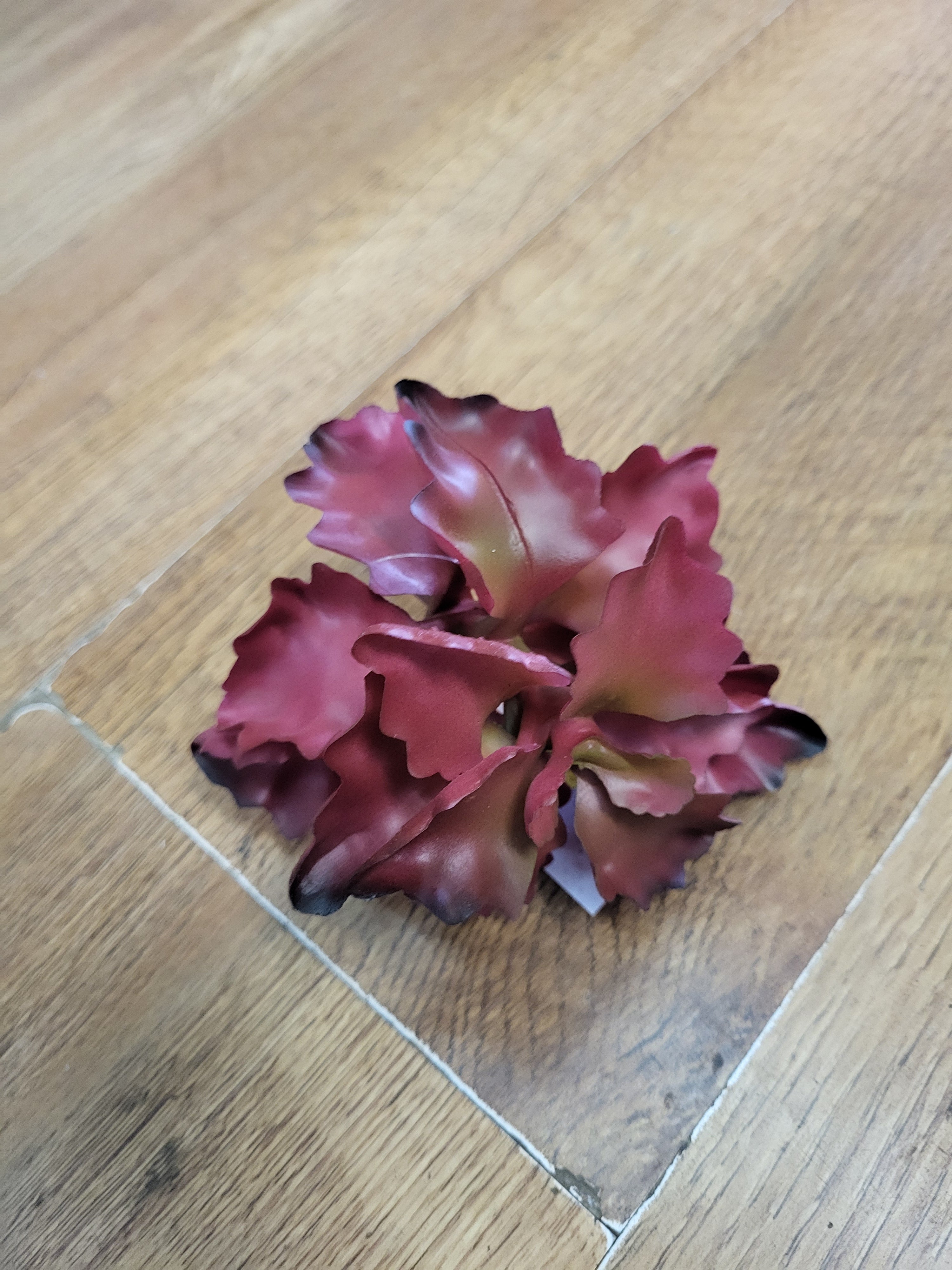 Reddish seaweed succulent  image 4