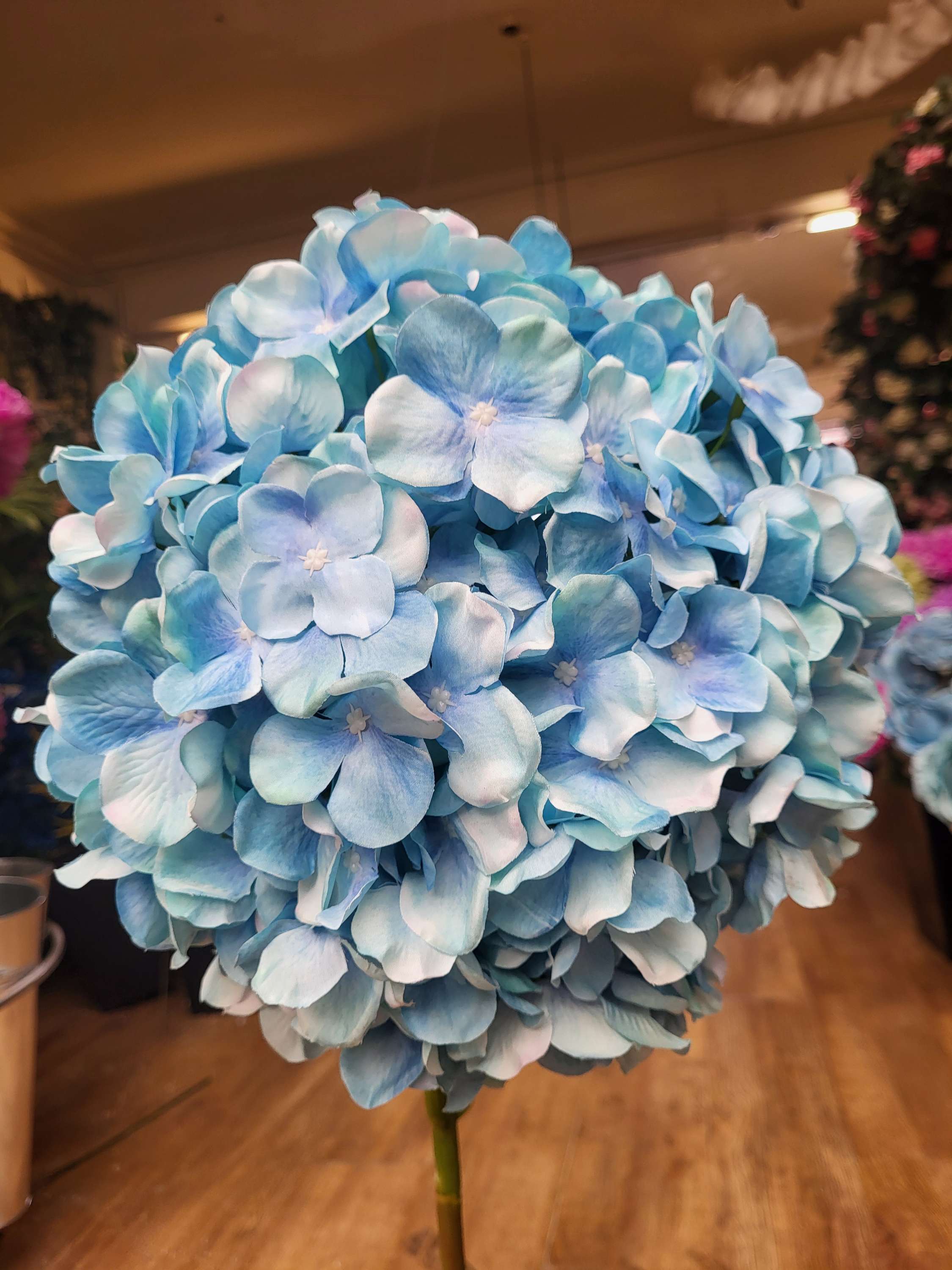 Giant head sky blue premium hydrangea  image 1