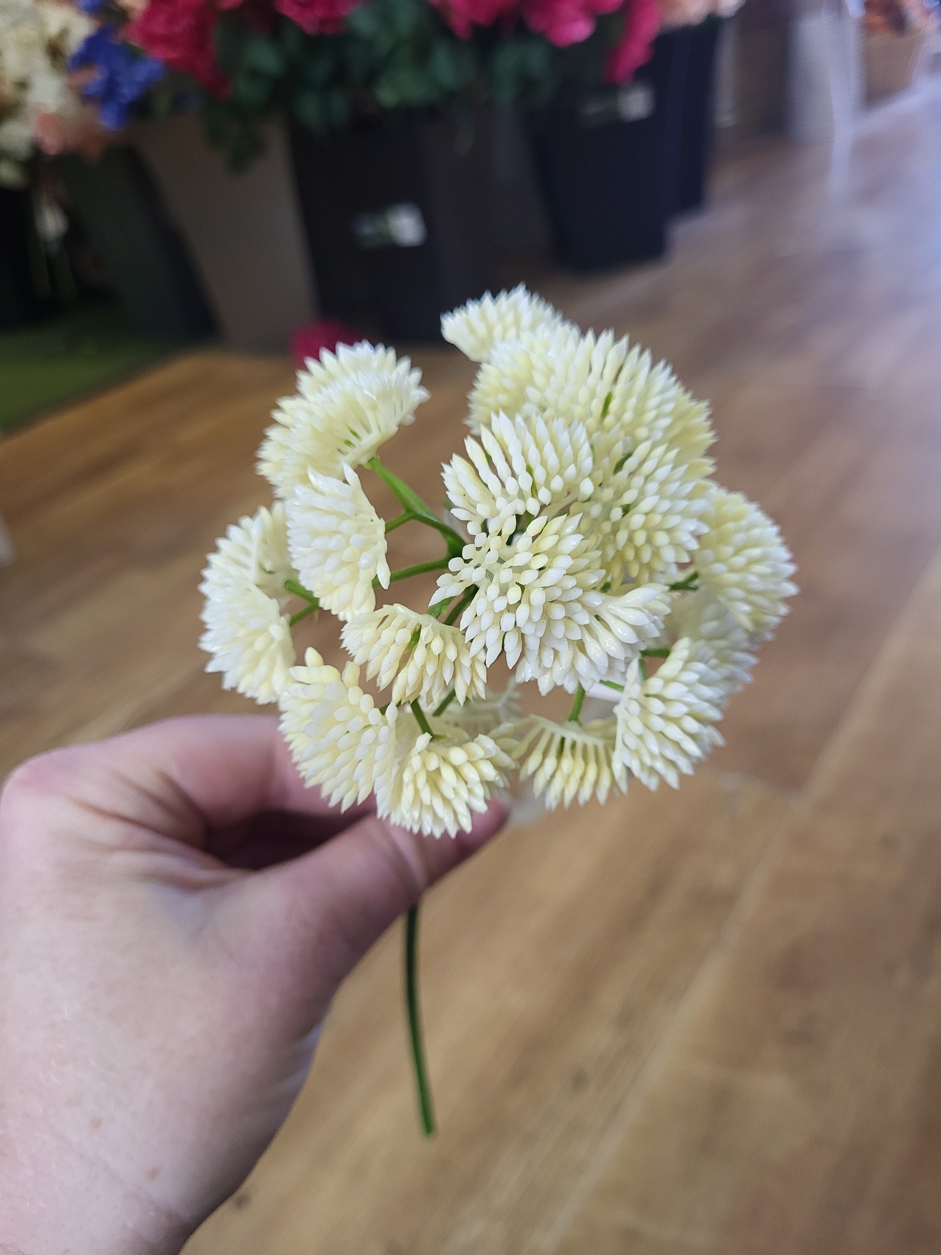Short cream Sedum Stem image 1