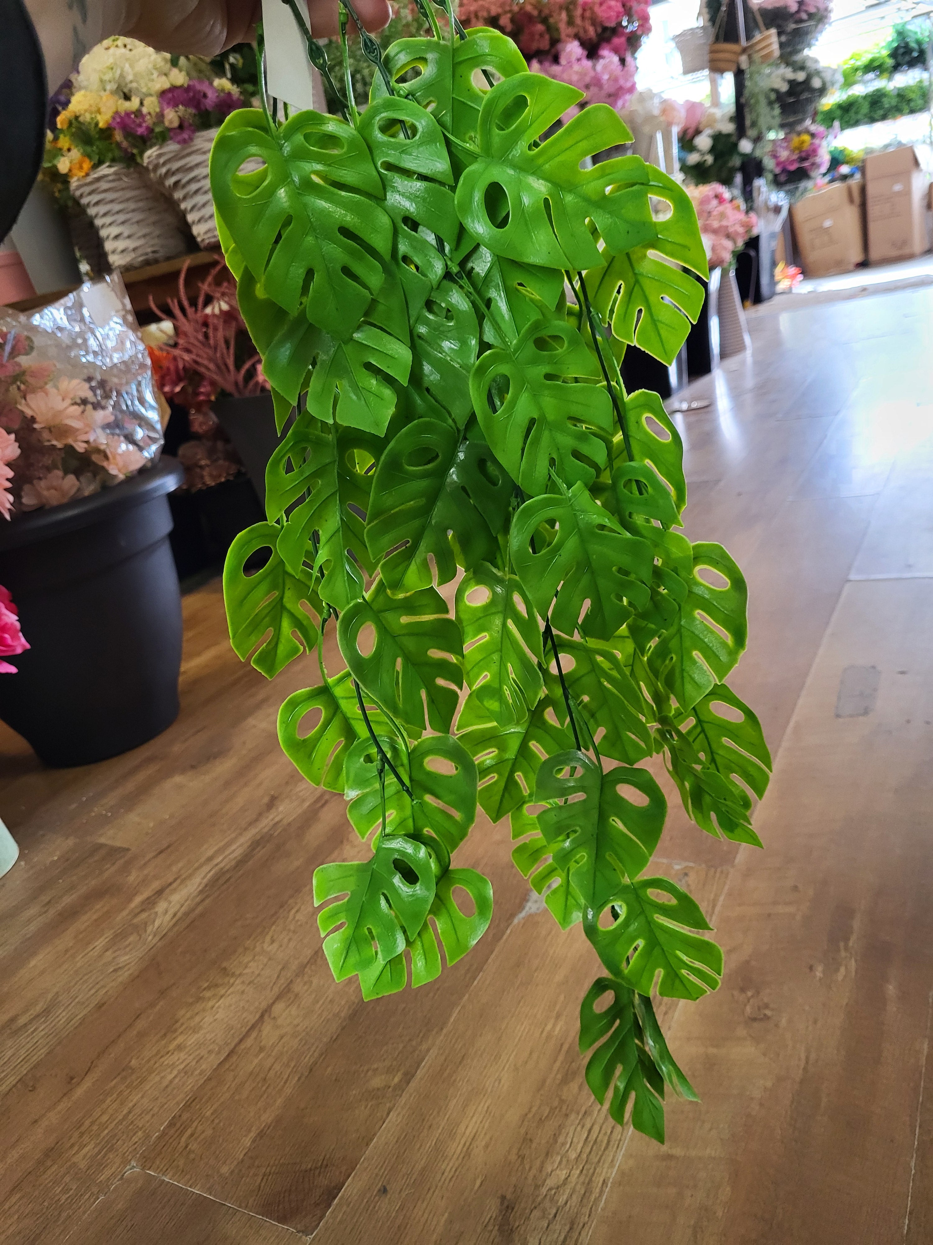 Hanging/trailing cheese plant - 2 colours available image 2