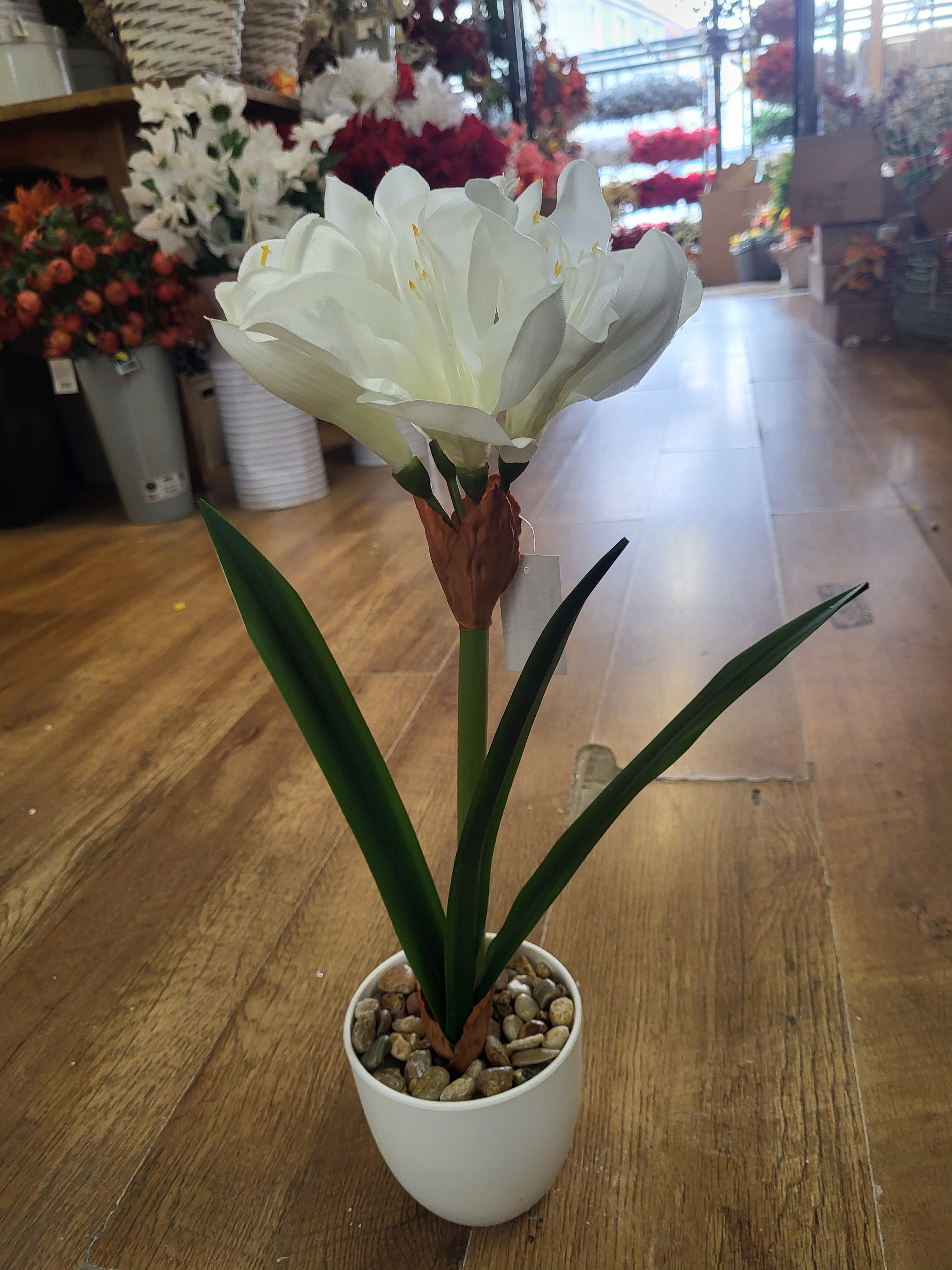46cm potted amaryllis - 2 colours available image 5