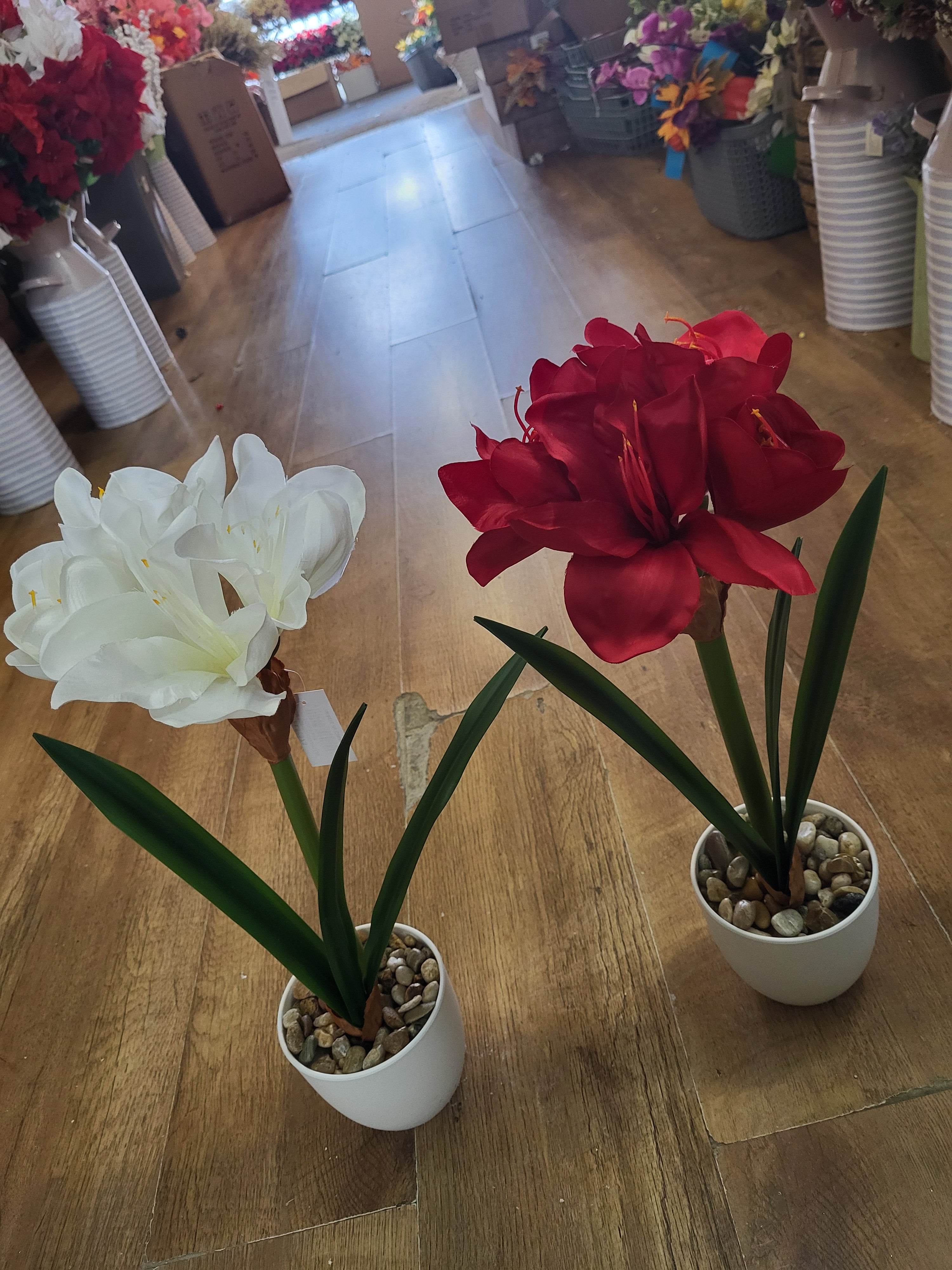 46cm potted amaryllis - 2 colours available image 1