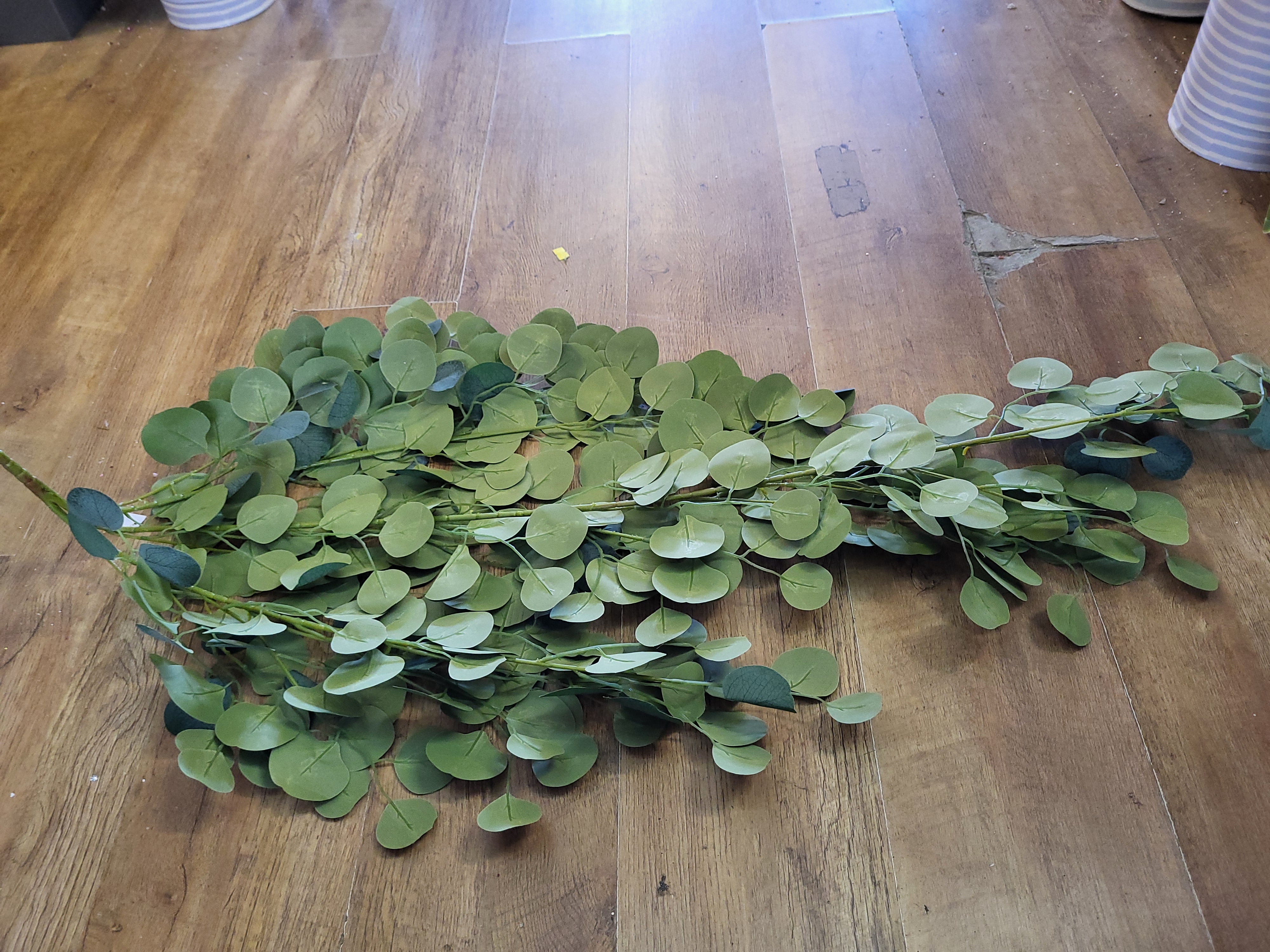 Huge hanging/trailing silver dollar eucalyptus  image 6