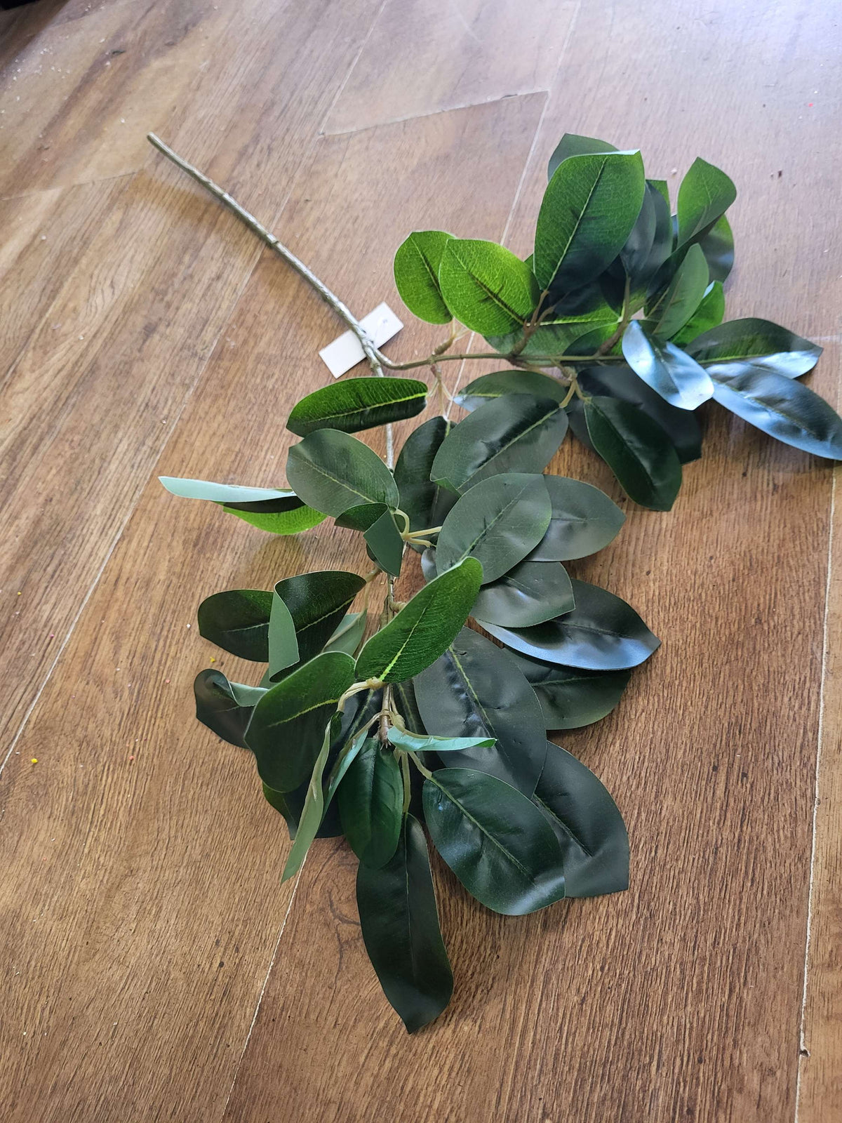Long stem mountain laurel  image 4