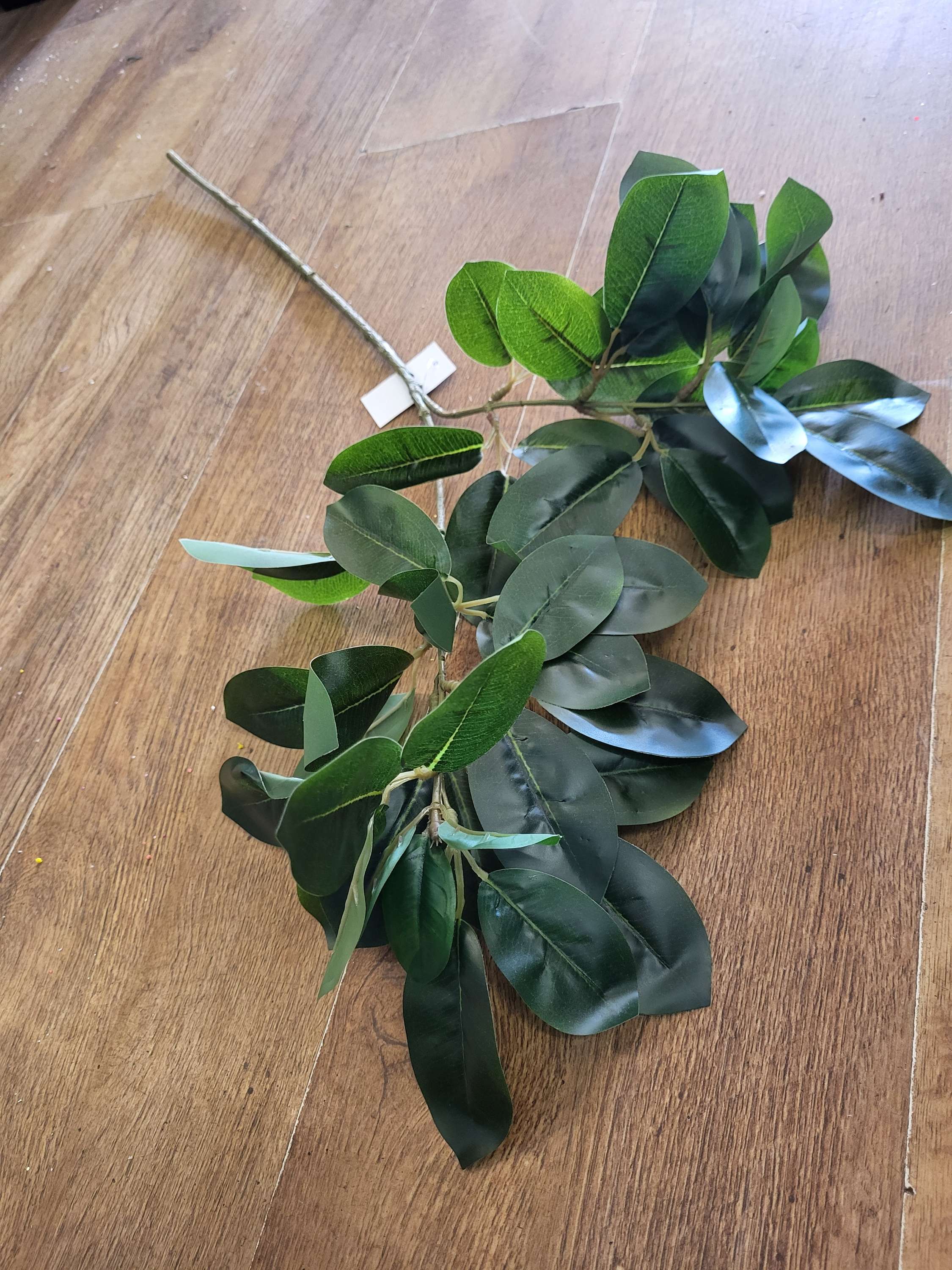 Long stem mountain laurel  image 4