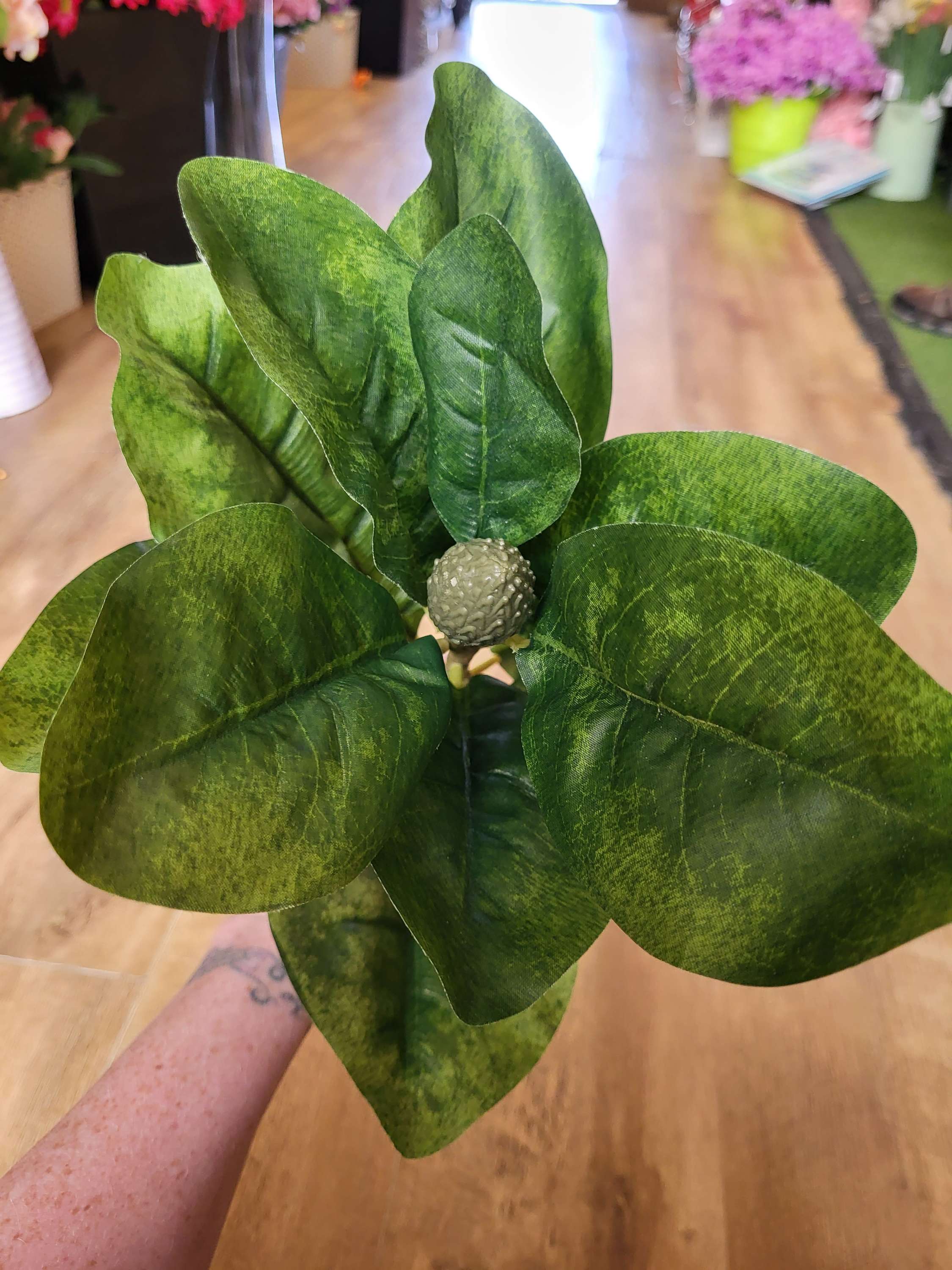 Long stem magnolia leaf  image 3