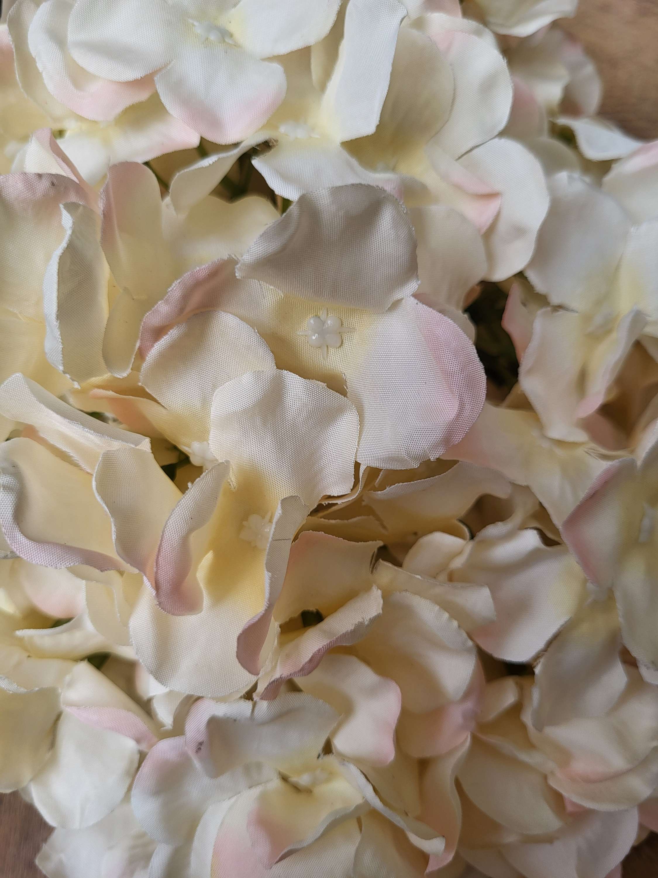 Giant head blush and cream premium hydrangea  image 2