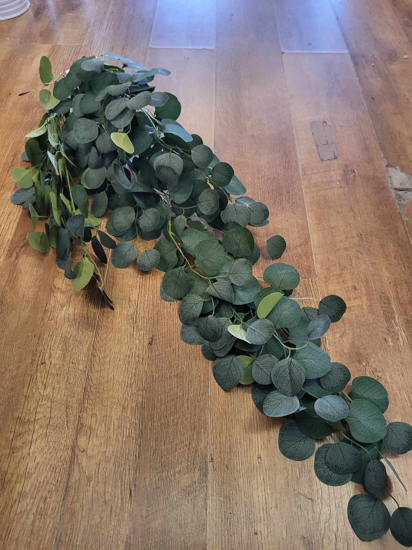 Huge hanging/trailing silver dollar eucalyptus  image 1