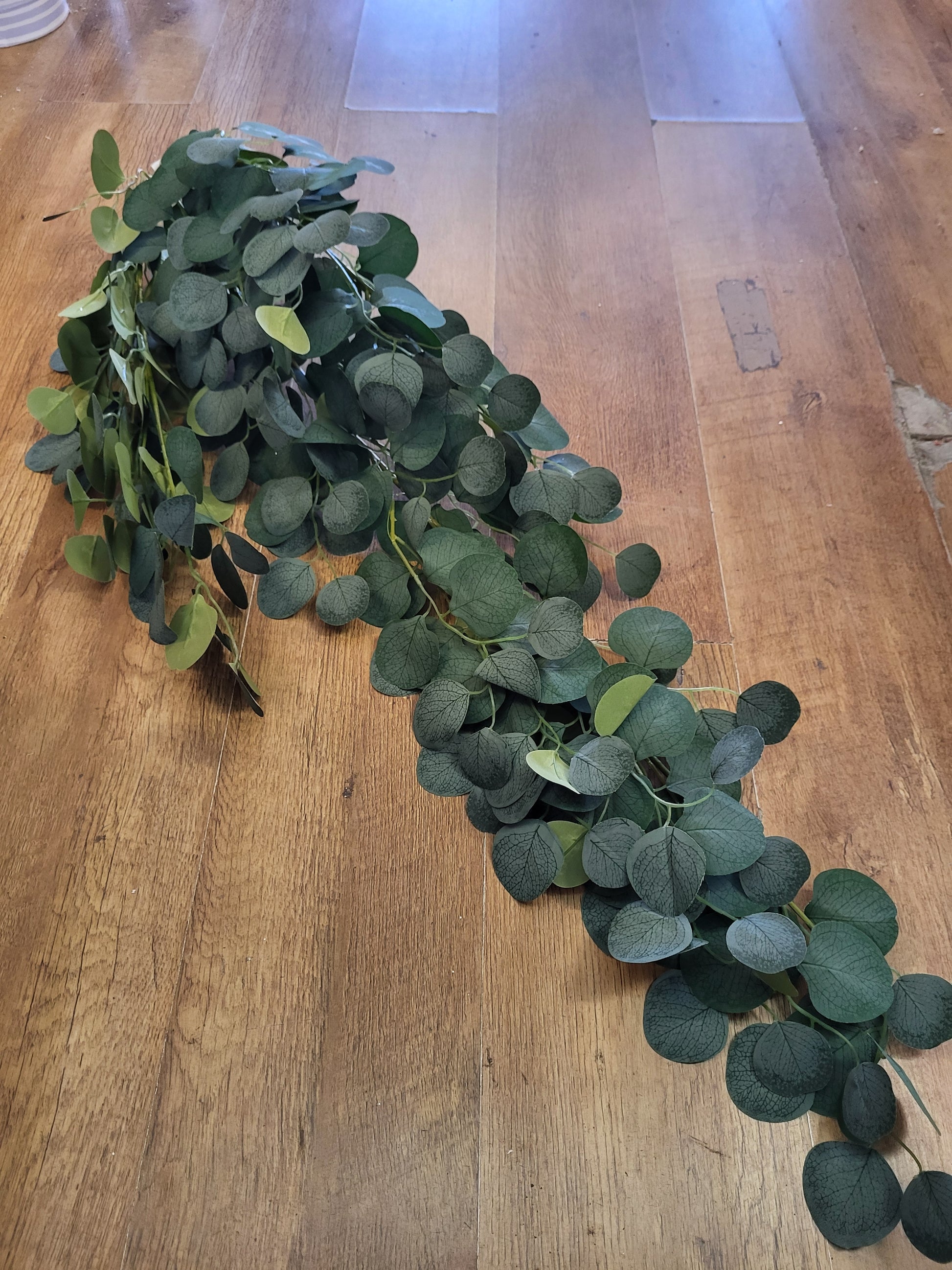 Huge hanging/trailing silver dollar eucalyptus  image 1