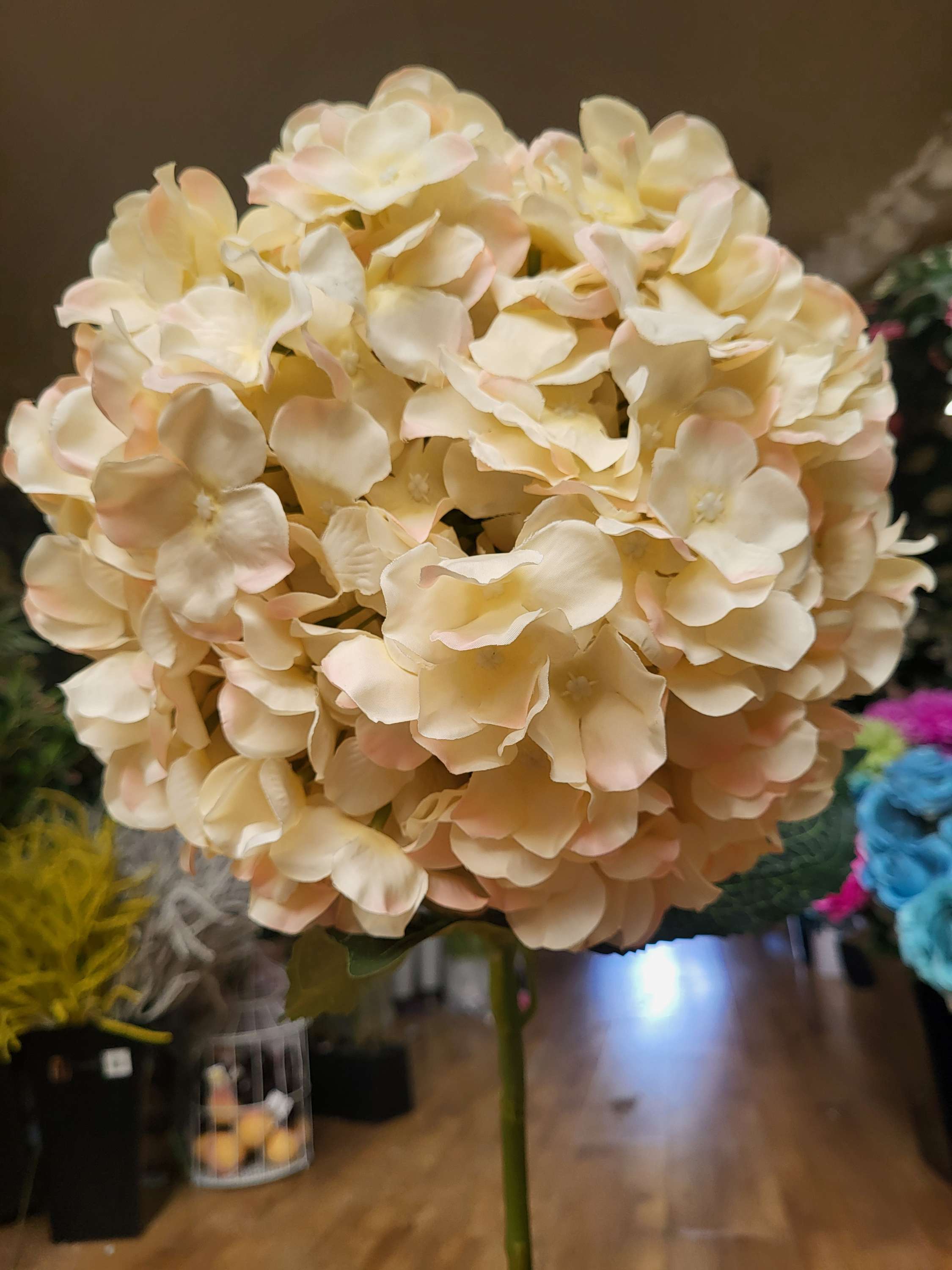 Giant head blush and cream premium hydrangea  image 0